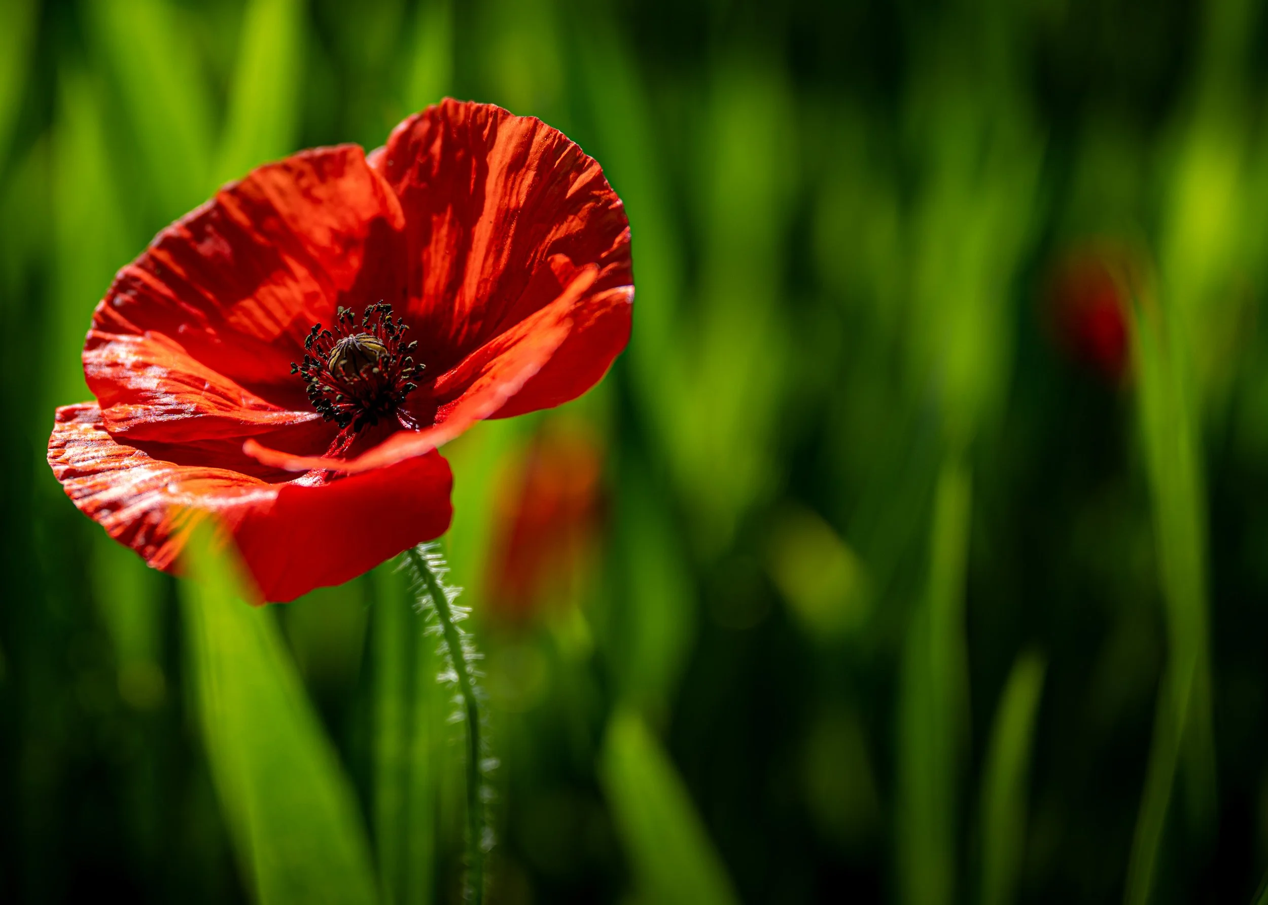 00_Macro_Mohn-242464.jpg