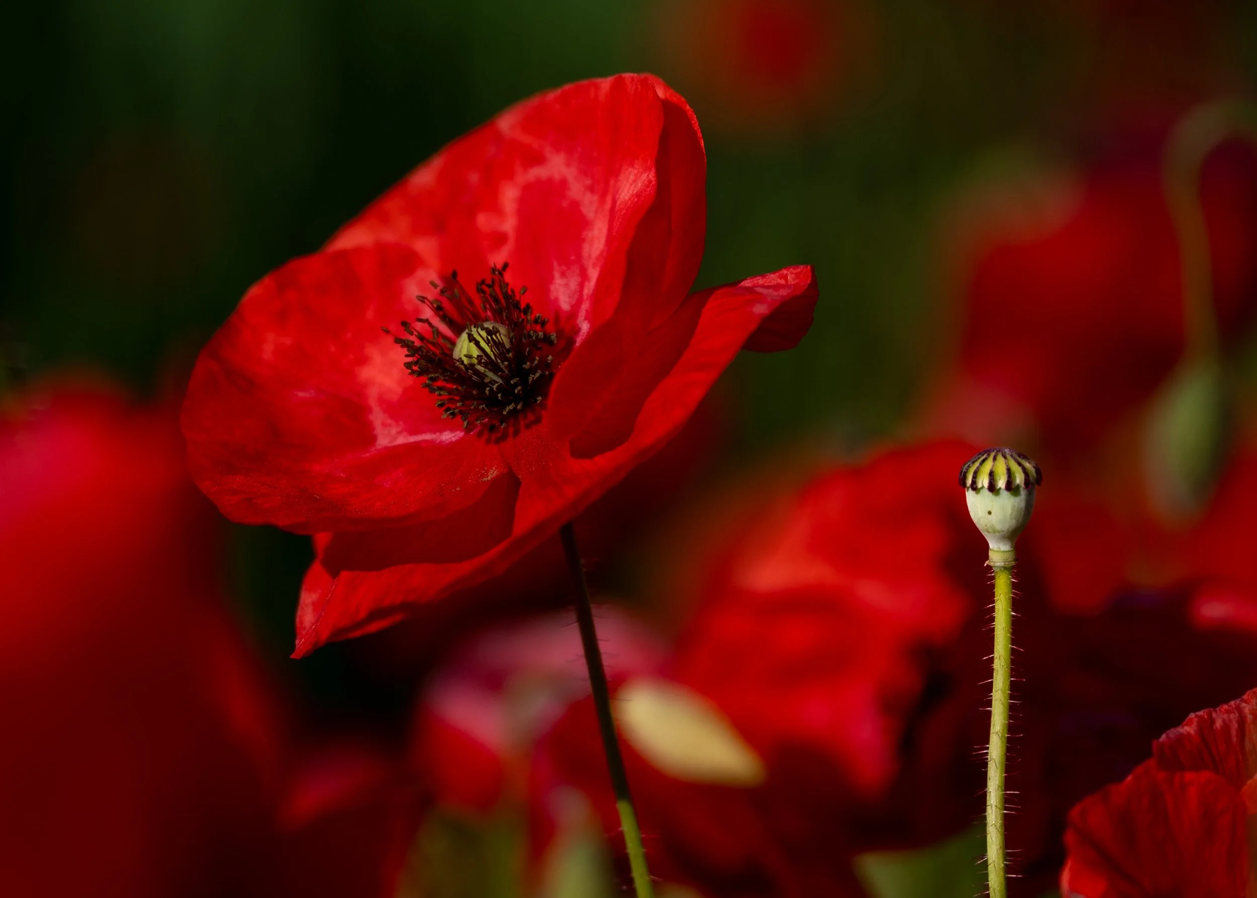 00_Macro_Mohn-242511.jpg