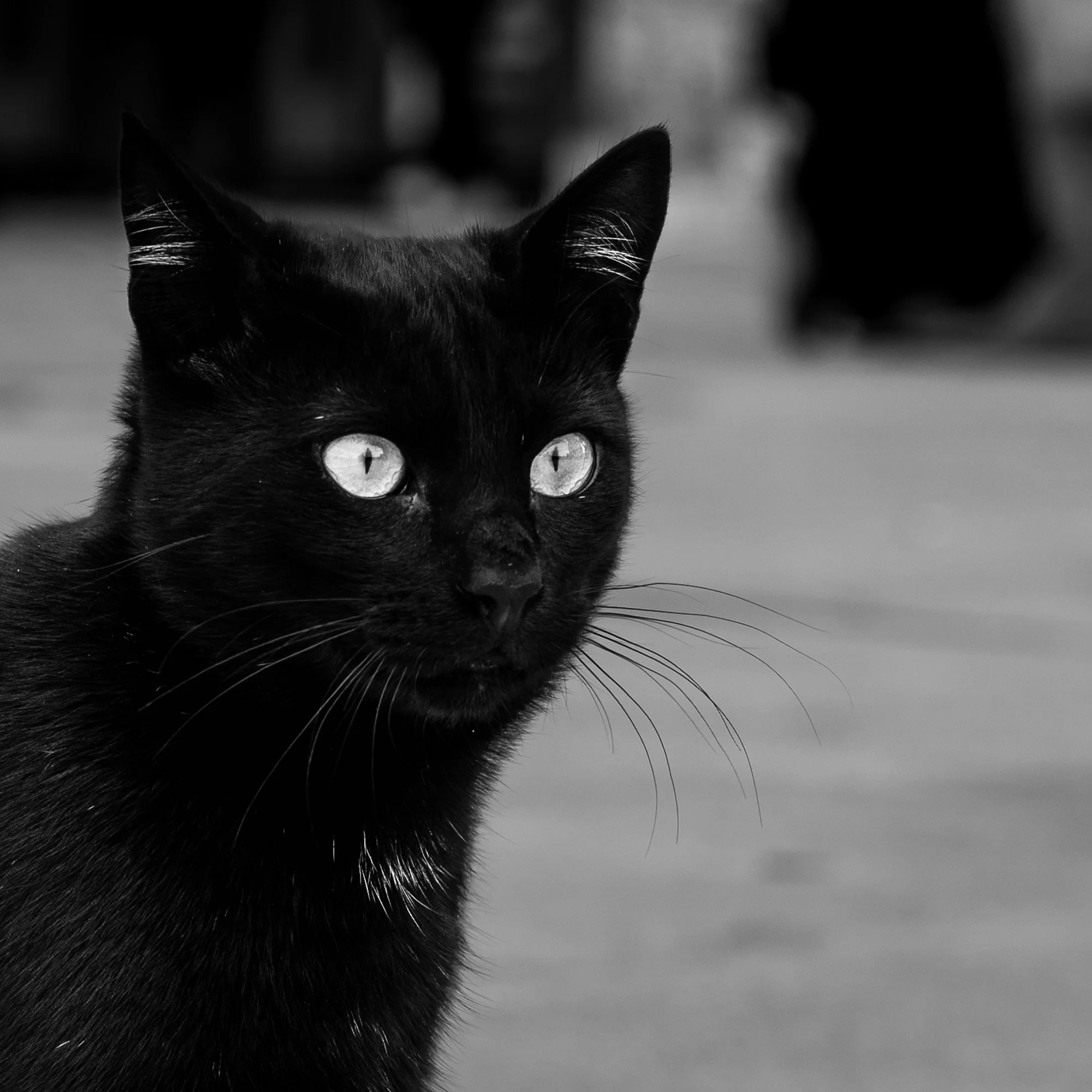 00_Street_Cats-242058.jpg