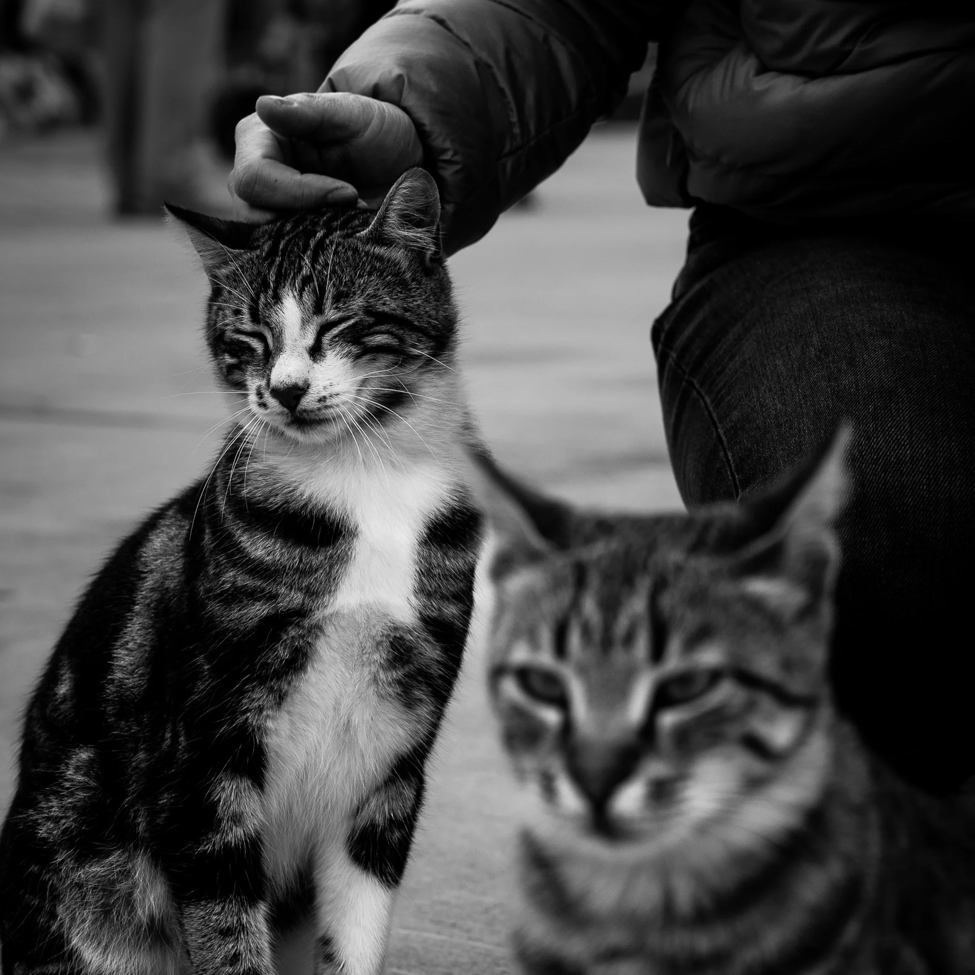 00_Street_Cats-242055.jpg
