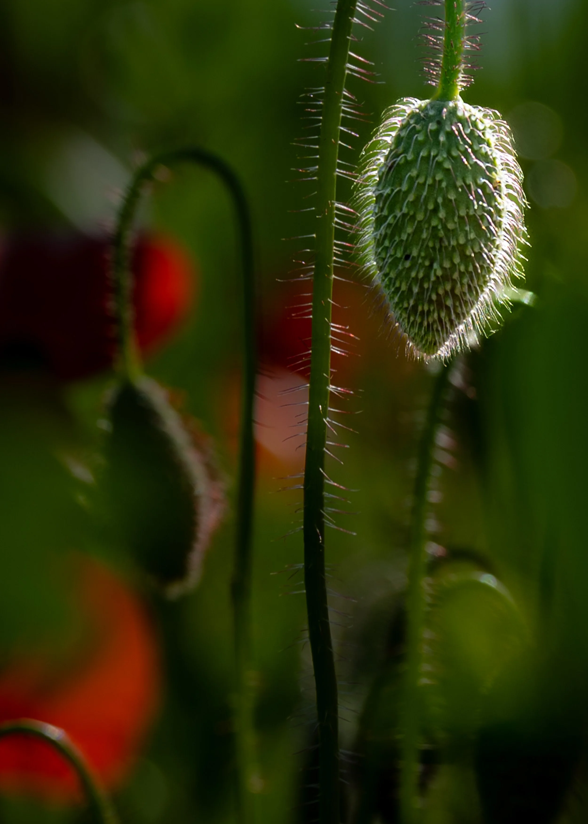 00_Macro_Mohn-242503.jpg