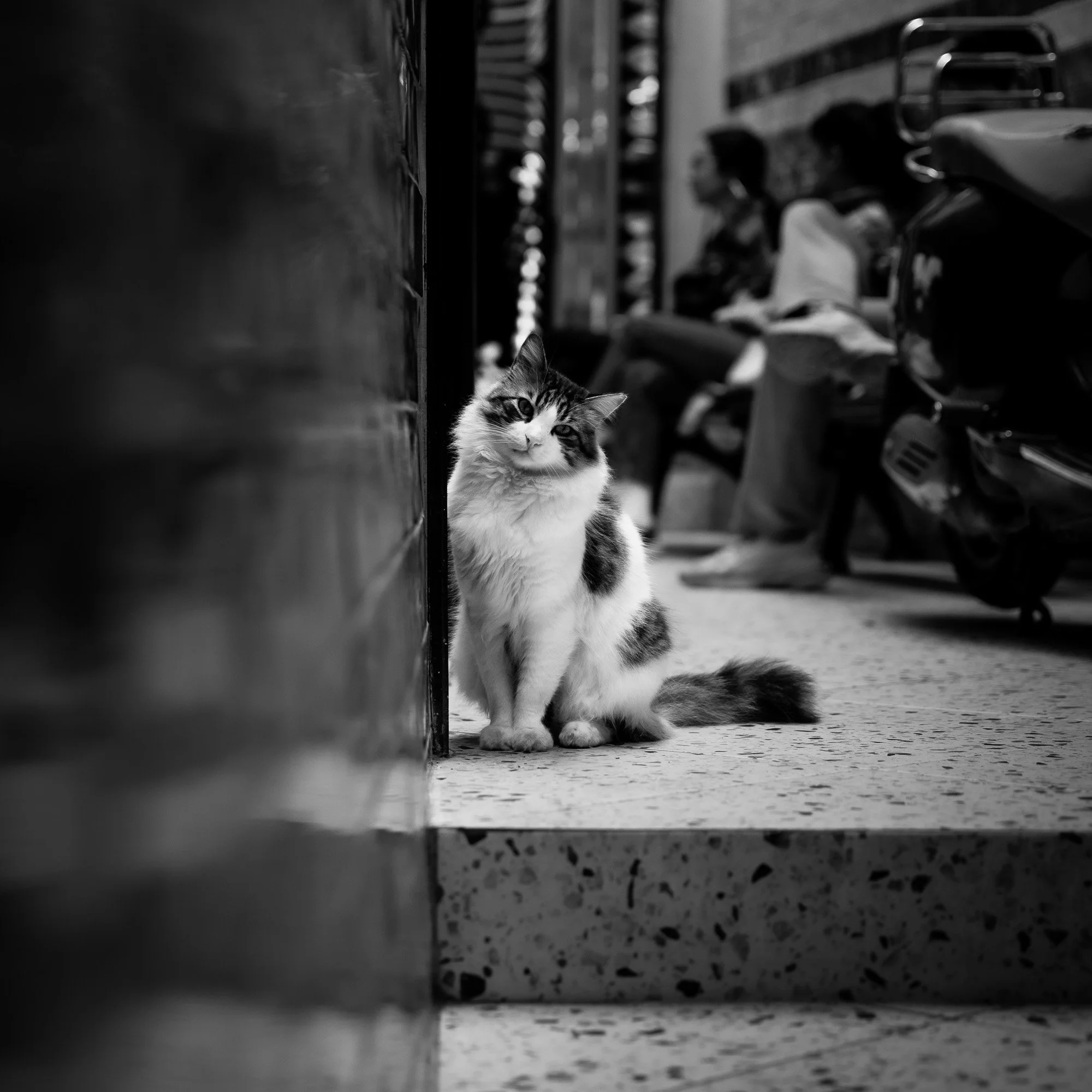 00_Street_Cats-241713.jpg