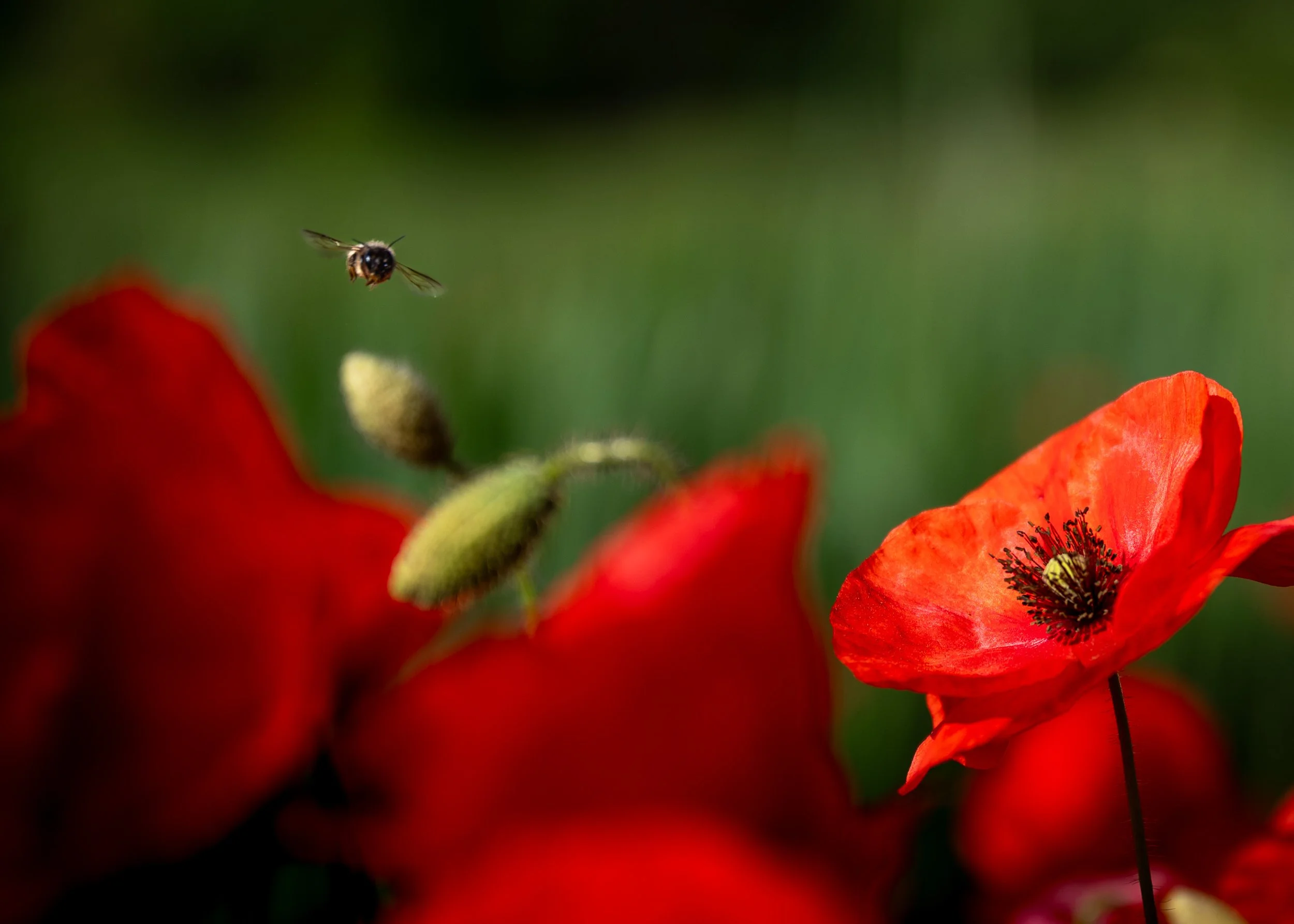 00_Macro_Mohn-242513.jpg
