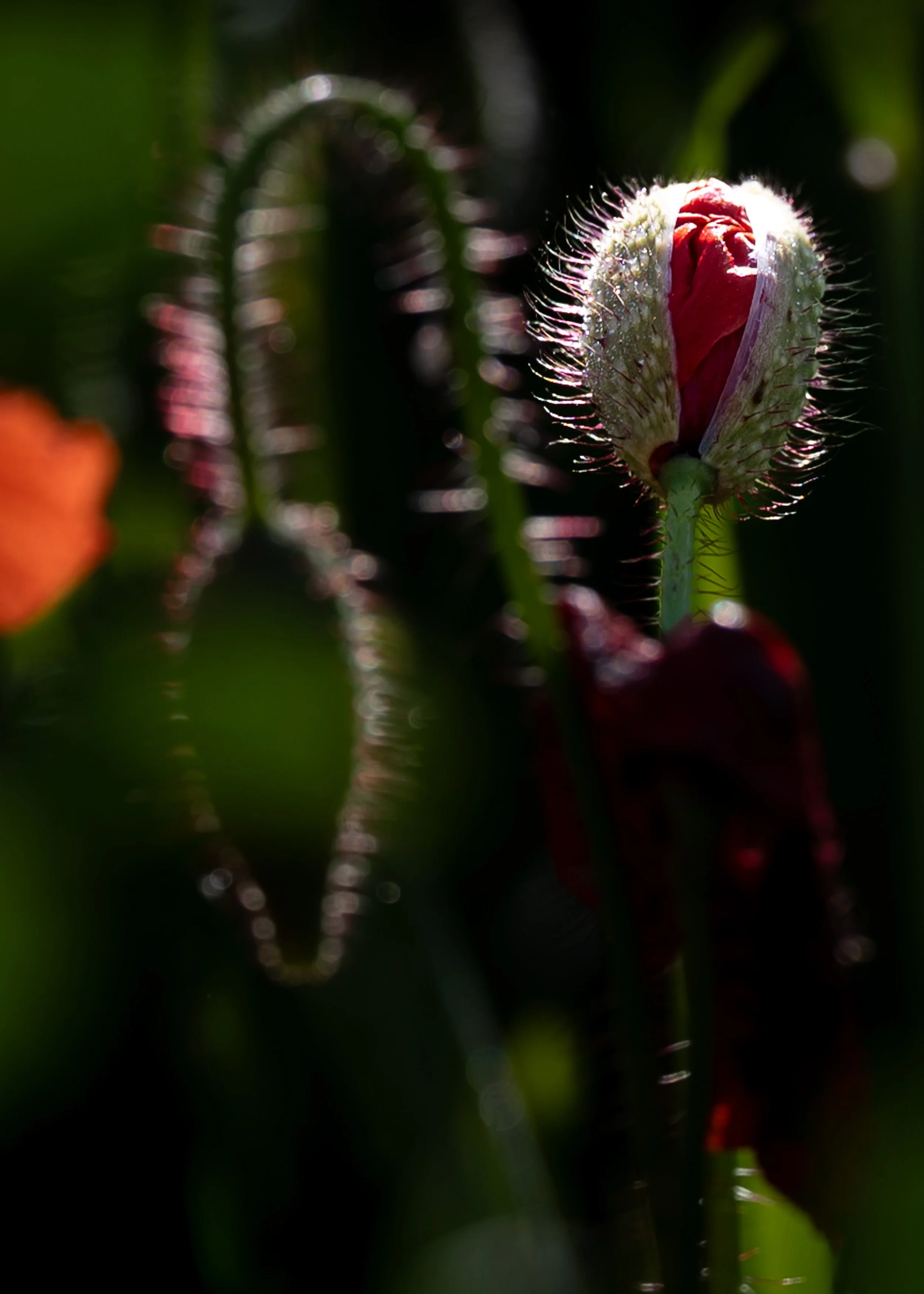 00_Macro_Mohn-242498.jpg