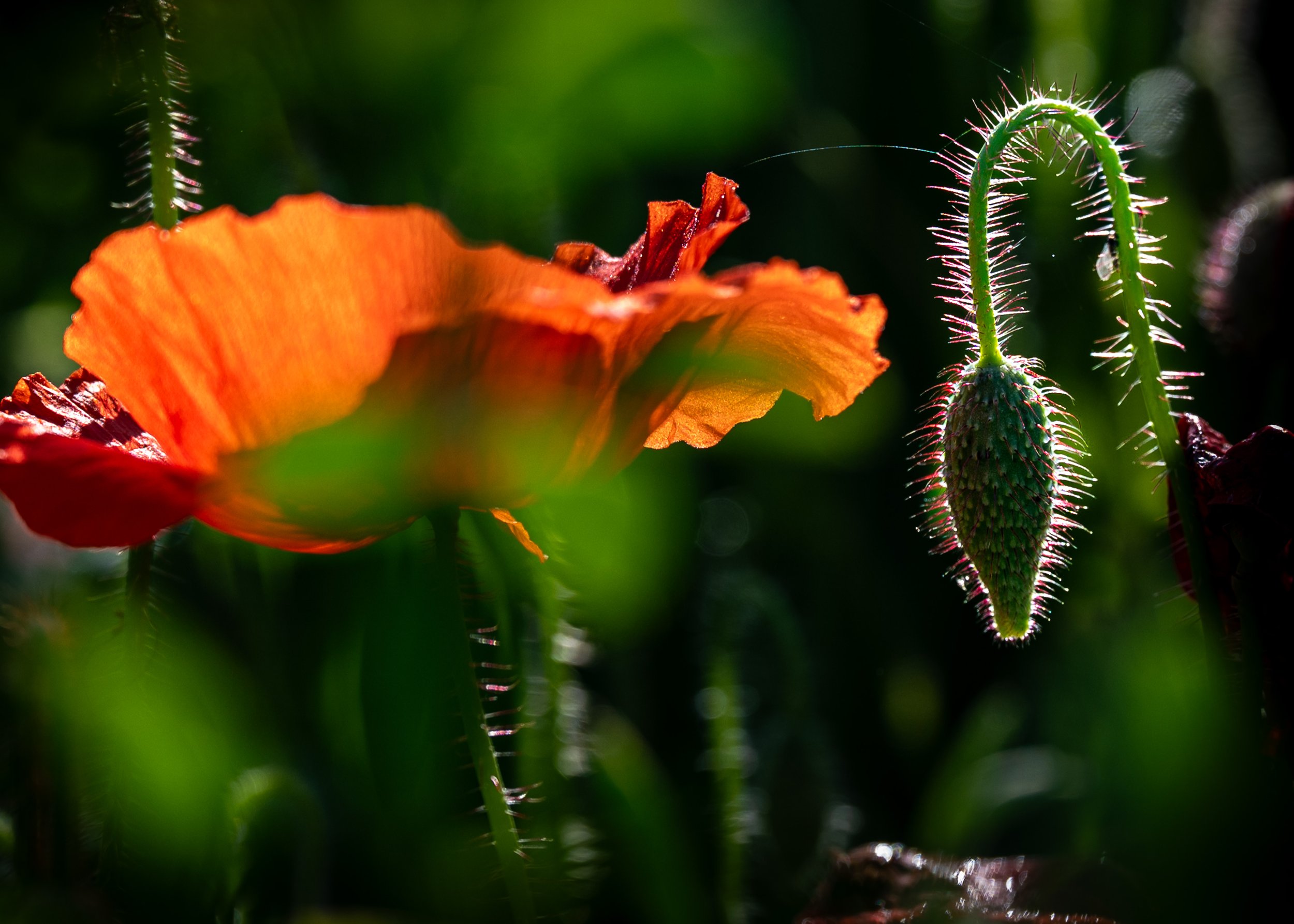 00_Macro_Mohn-242499.jpg