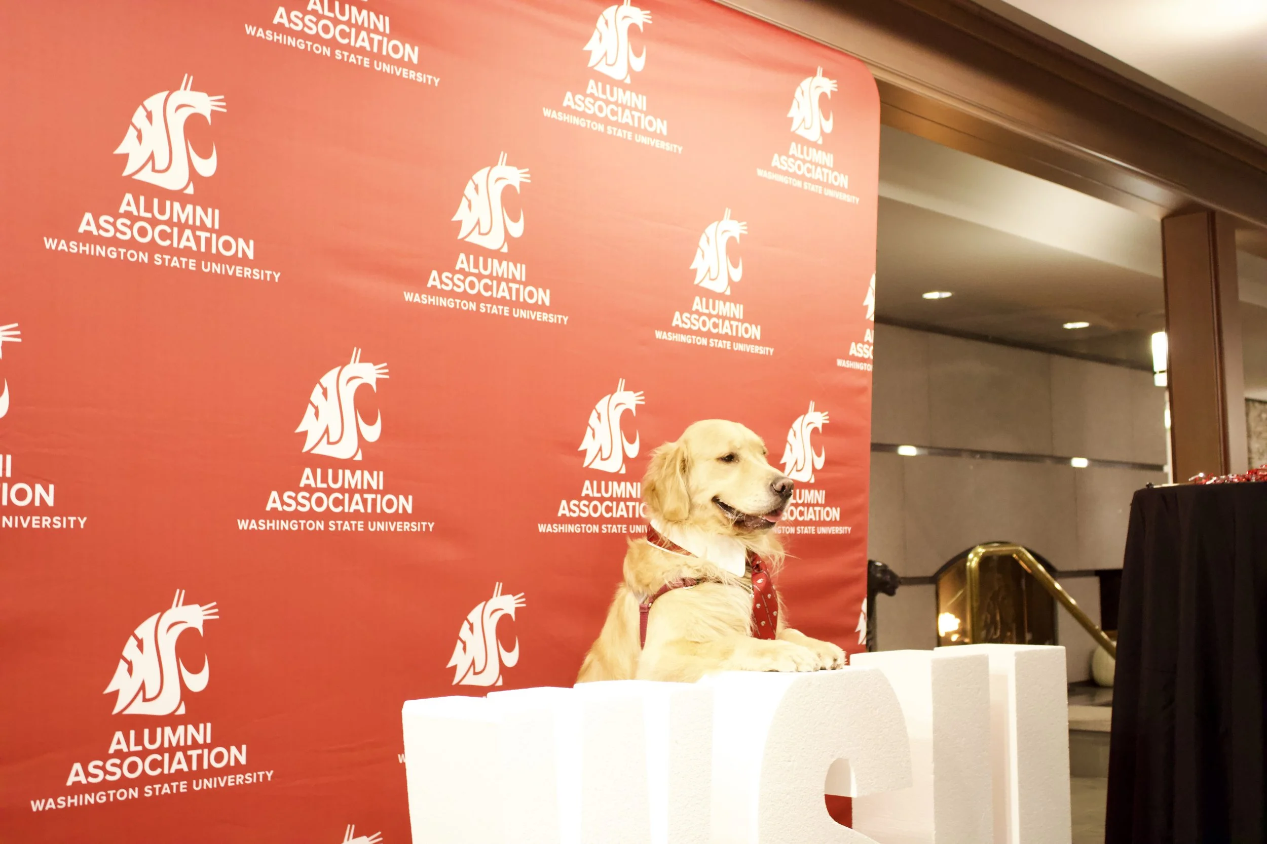 Golden retriever wearing a red bandana and a white bowtie, sitting behind a large white 'LSU' sign on a table in front of a red backdrop with the Washington State University Alumni Association logo.