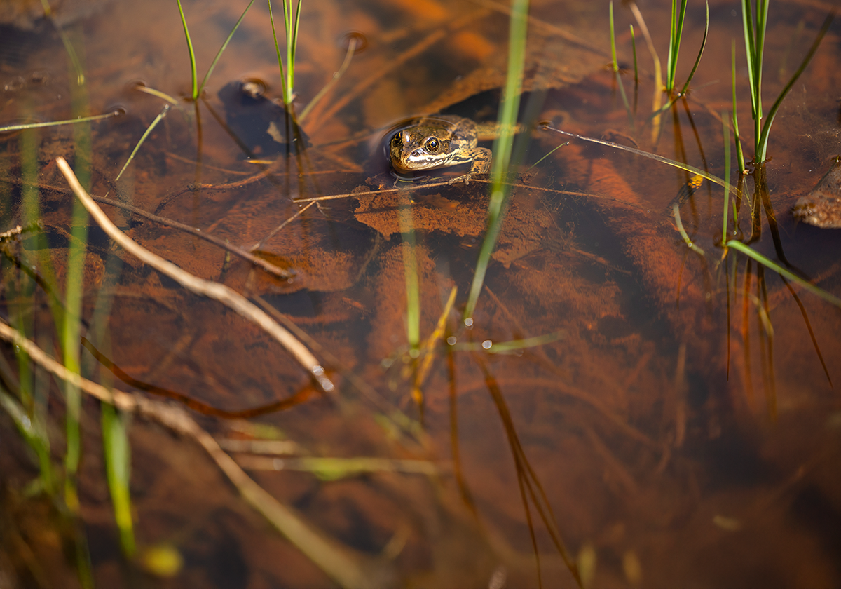 A frog partially submerged in a shallow pond with brown leaves and green grass.
