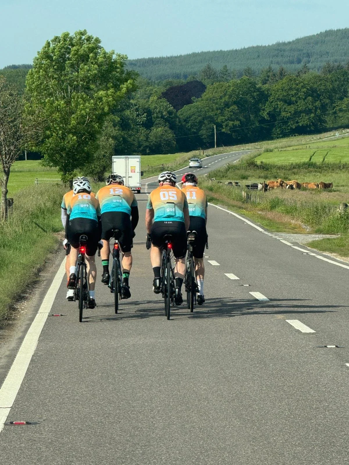 Four cyclists riding on a rural road with green fields, trees, cows grazing in the distance, and cars ahead on the road.