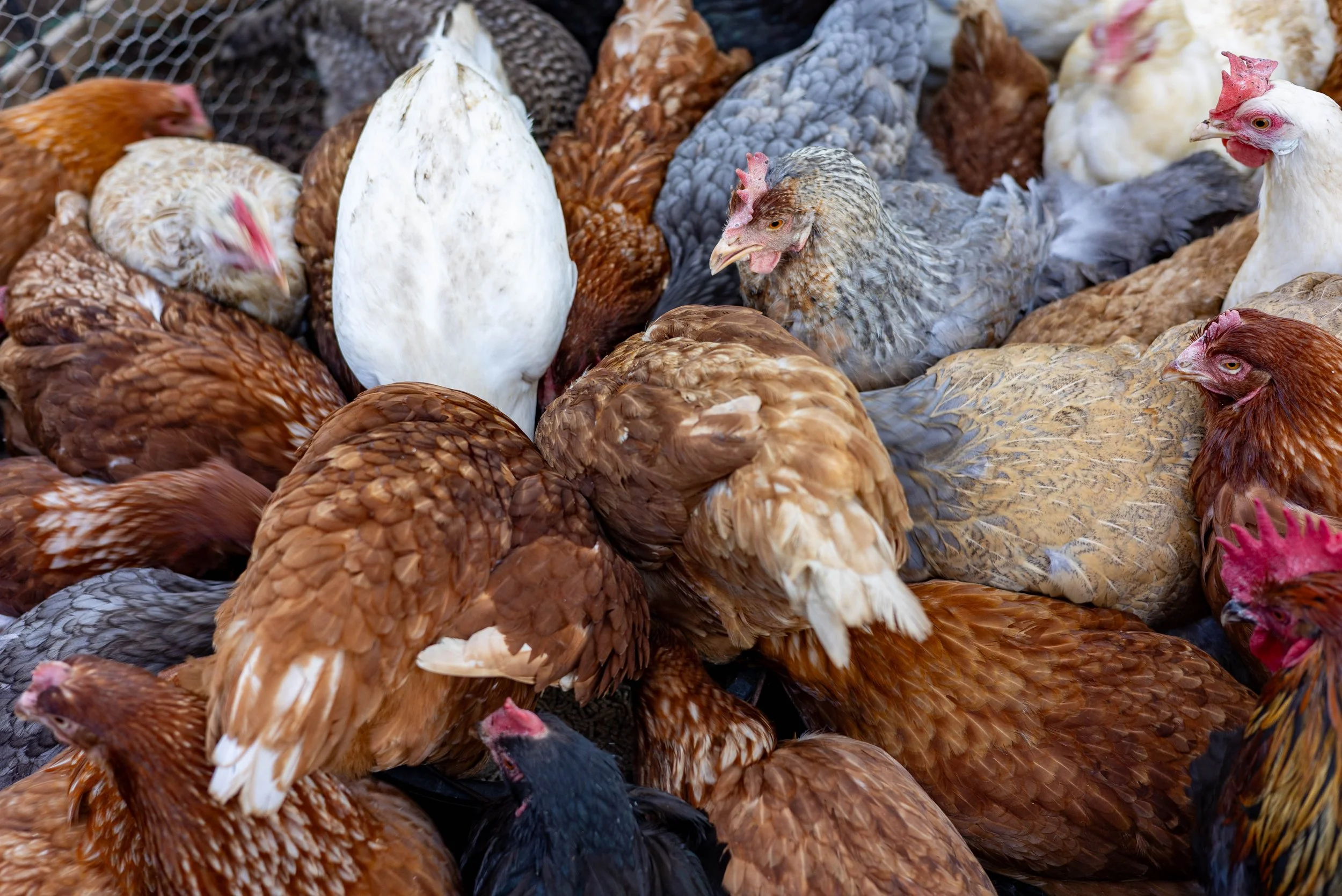 Meet our rescue hens