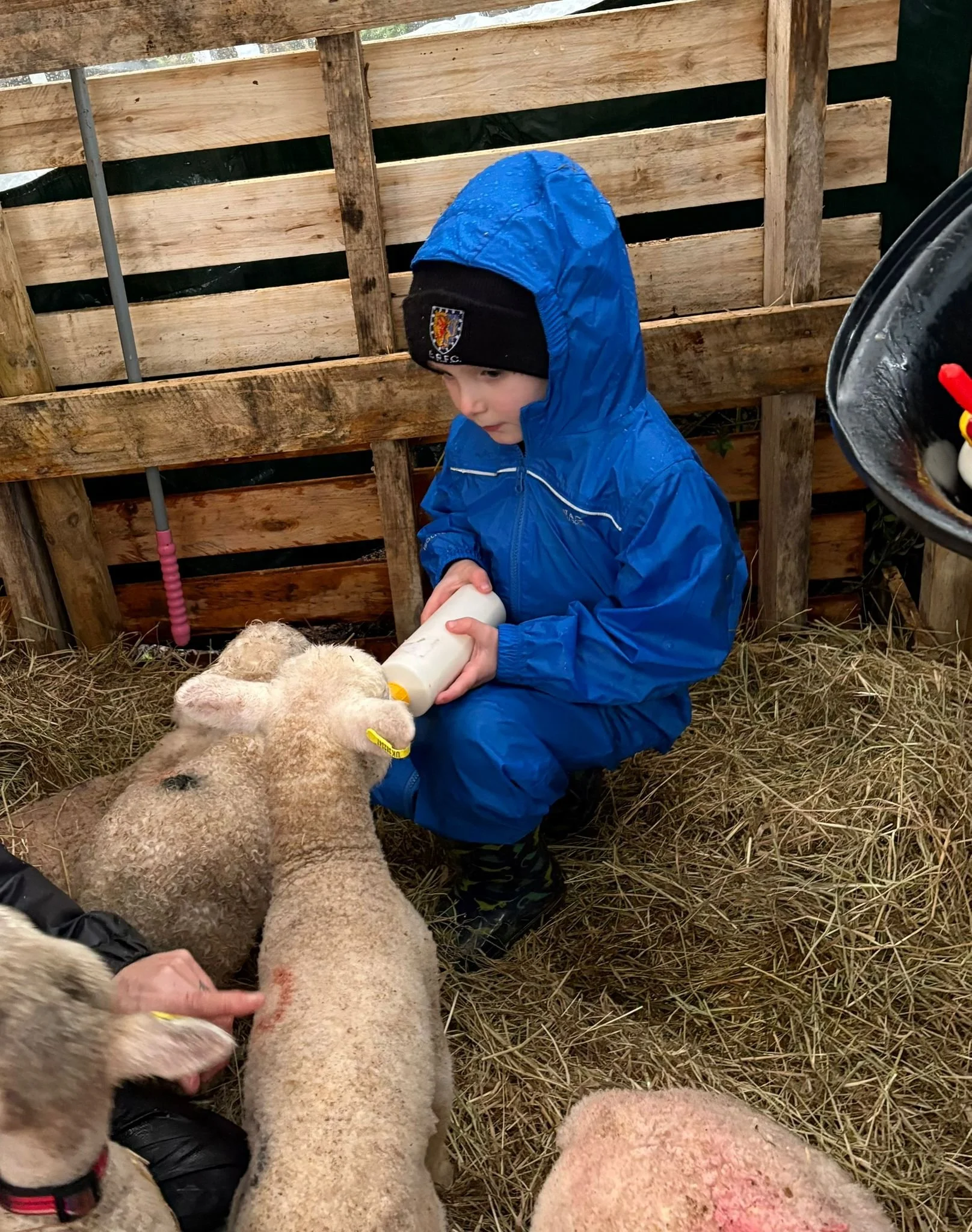 lamb feeding pic.jpg