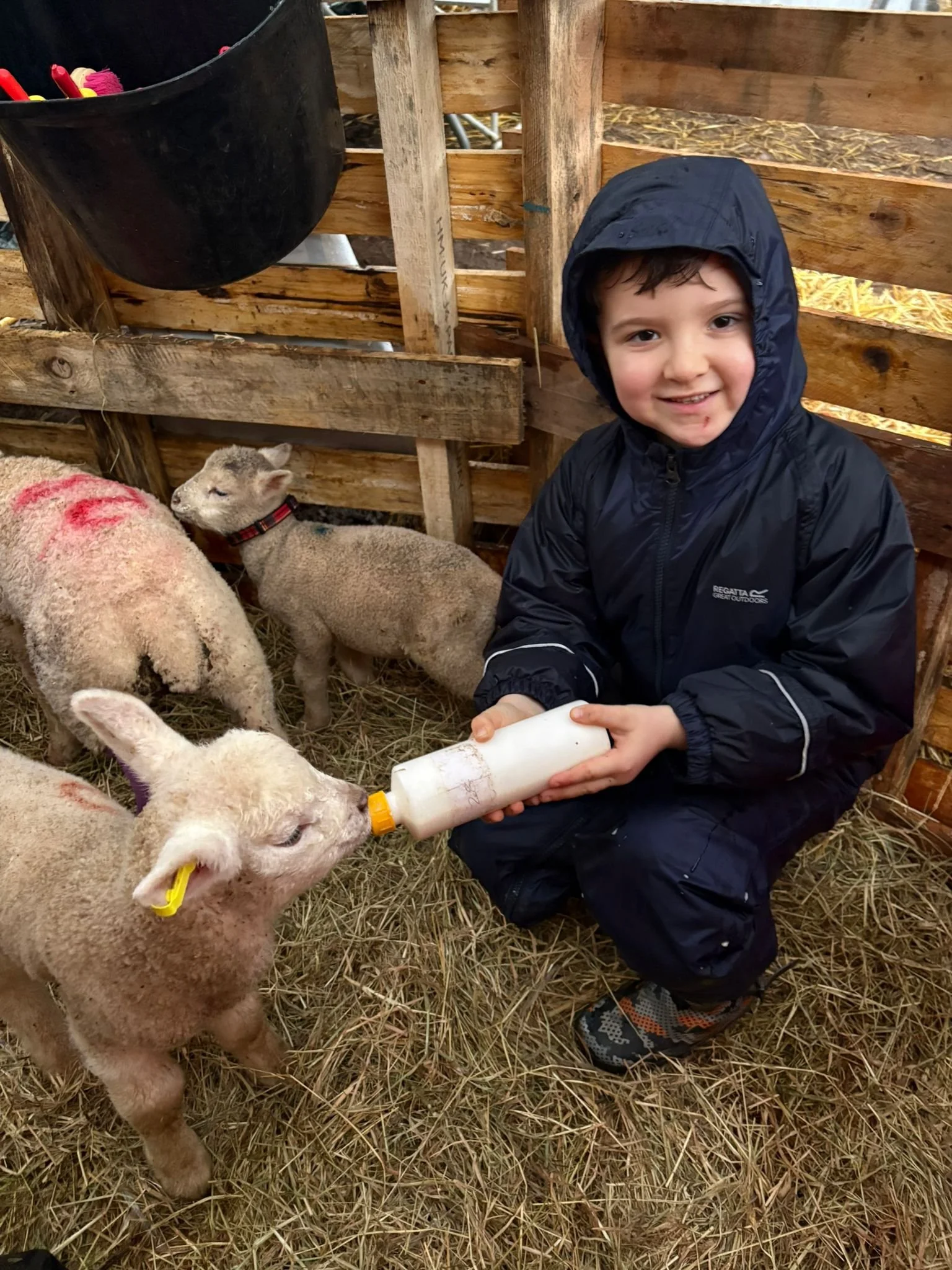 Lamb Feeding experience