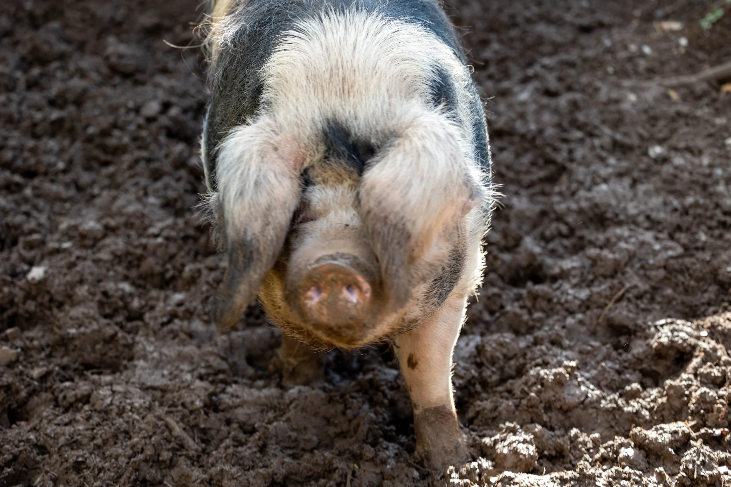 A piglet with black and white patches on its body, standing on muddy ground, facing downward with its head tilted forward.