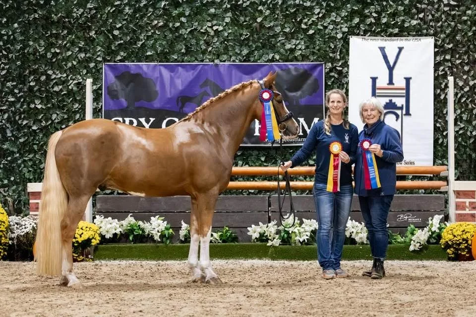 A chestnut horse with a braided mane and white socks, wearing a rosette ribbon, is standing next to two women holding matching ribbons. They are at an indoor equestrian event with banners, flowers, and a wooden bench background.
