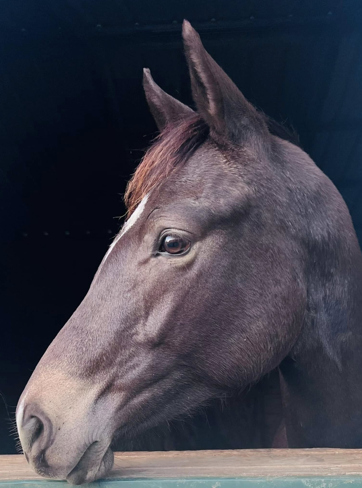 Close-up of a brown horse's head, facing left, with a dark background.