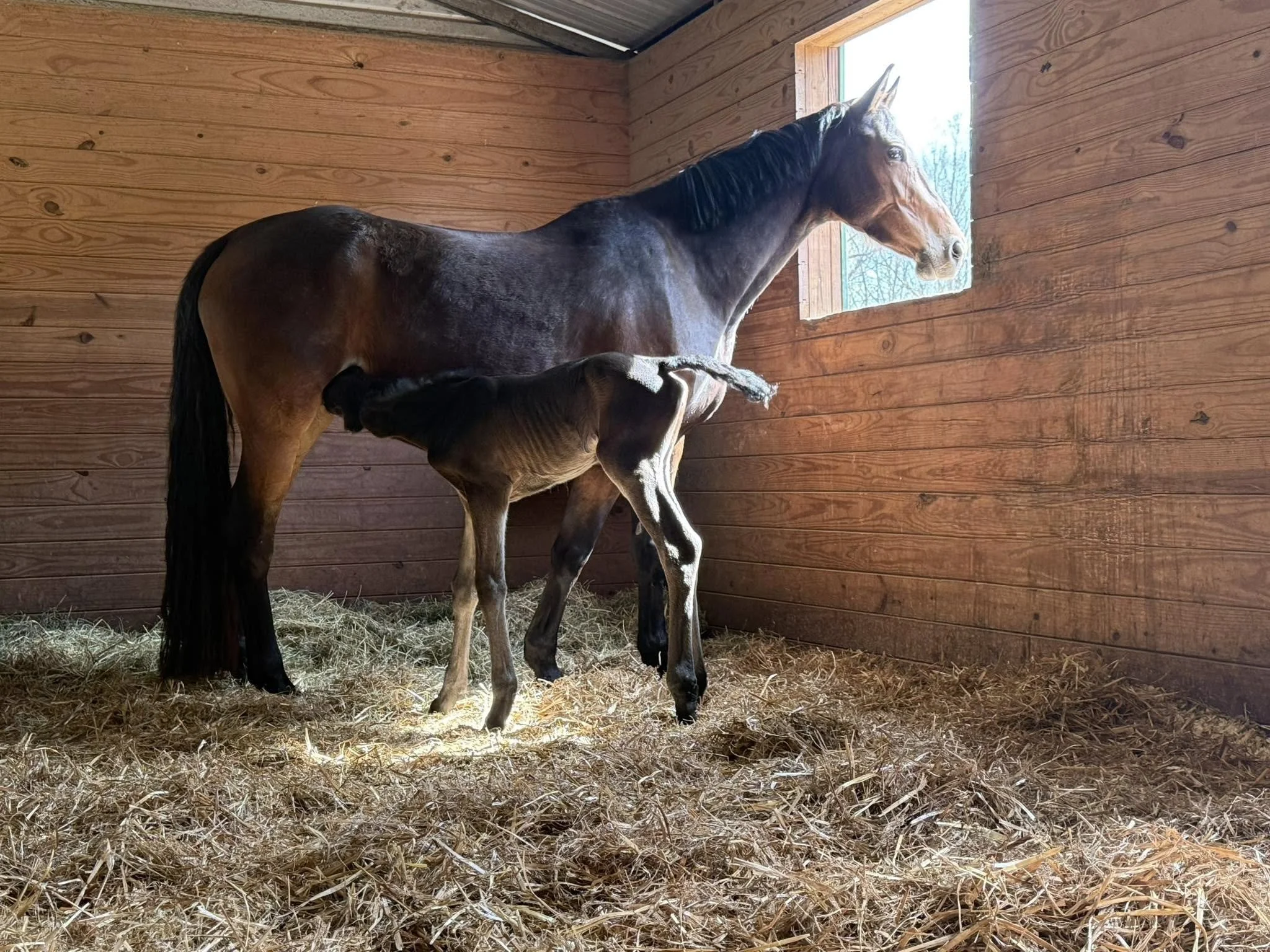 A mare and her foal standing inside a lovely stall with a window, natural sunlight shining through.