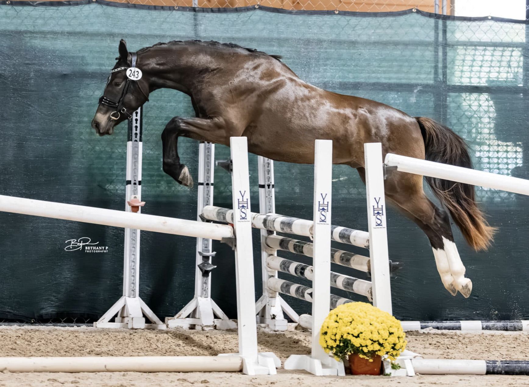A brown horse with a black mane and tail jumping over a white and black striped obstacle in an indoor equestrian arena. There is a pot of yellow flowers at the base of the obstacle.