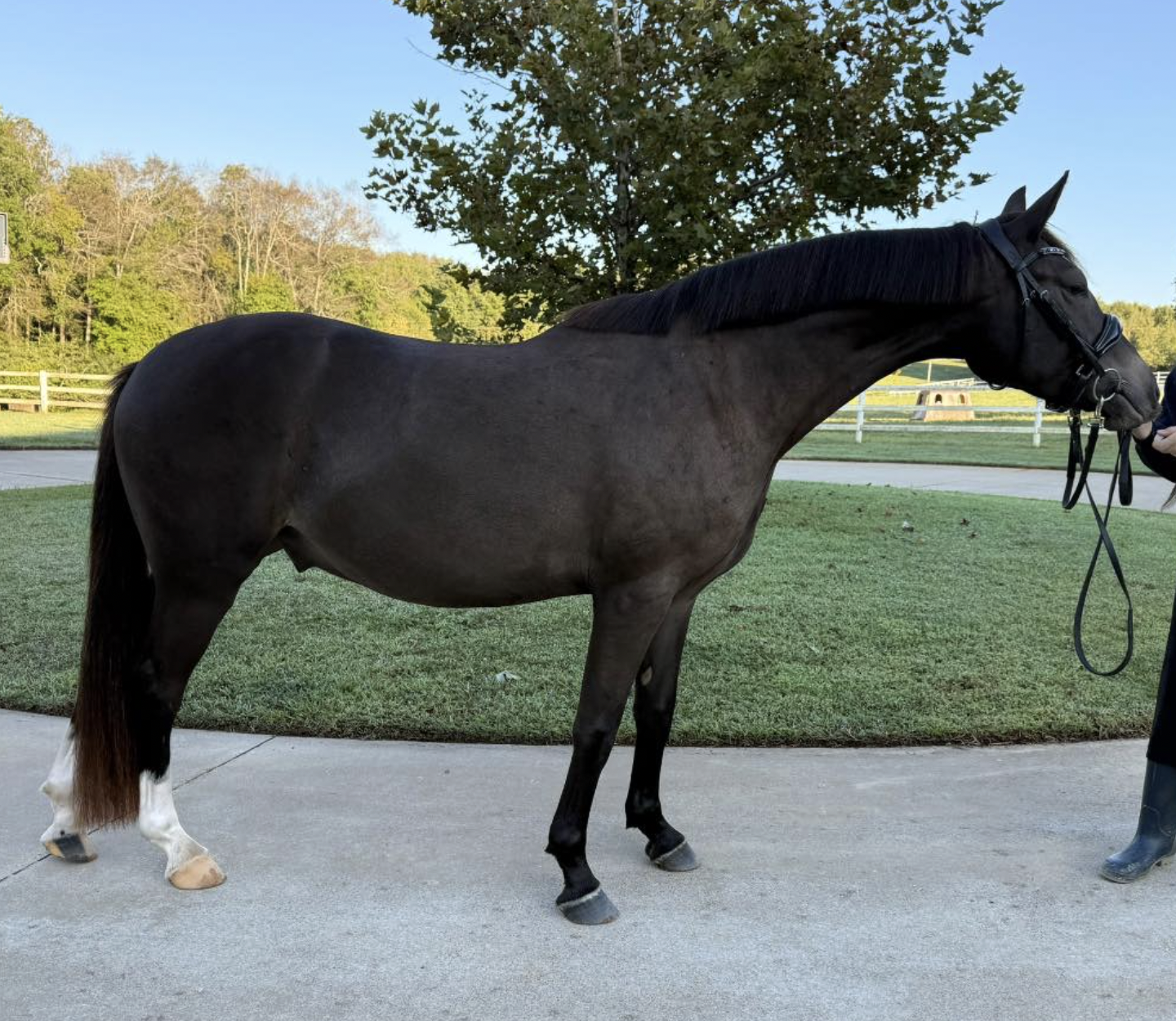 A black horse standing on a paved pathway in a grassy area with trees in the background, wearing a halter and being held by a person wearing boots.