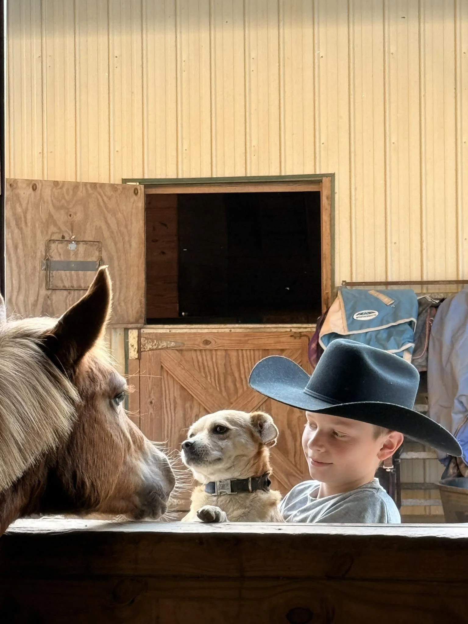 A boy wearing a cowboy hat and holding a dog, which is looking at a horse in a stall.