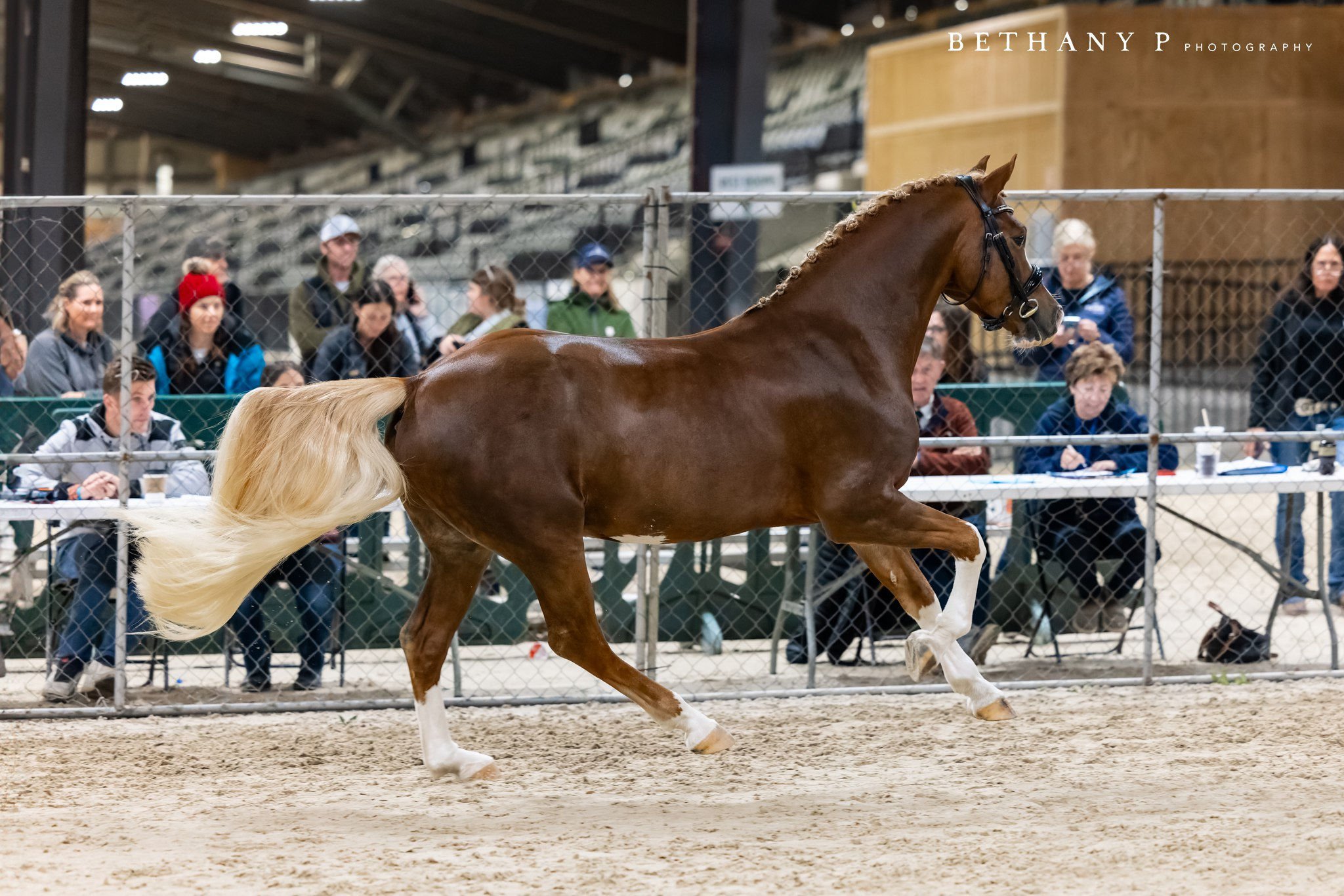 A chestnut horse with a flowing blonde tail trots inside a fenced arena during a horse show, with spectators watching behind the fence.