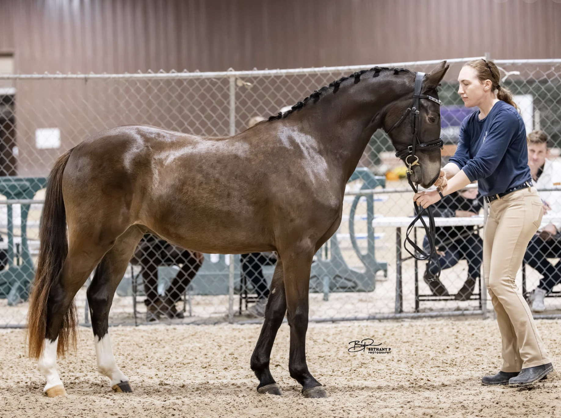 A woman in beige pants and a blue shirt holding a brown horse's bridle in an indoor equestrian arena.