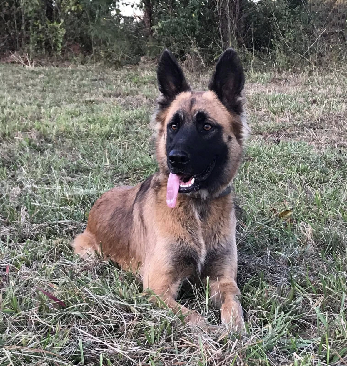A Belgian Malinois dog lying in grass with its tongue out and ears perked up, outdoors in a wooded area.