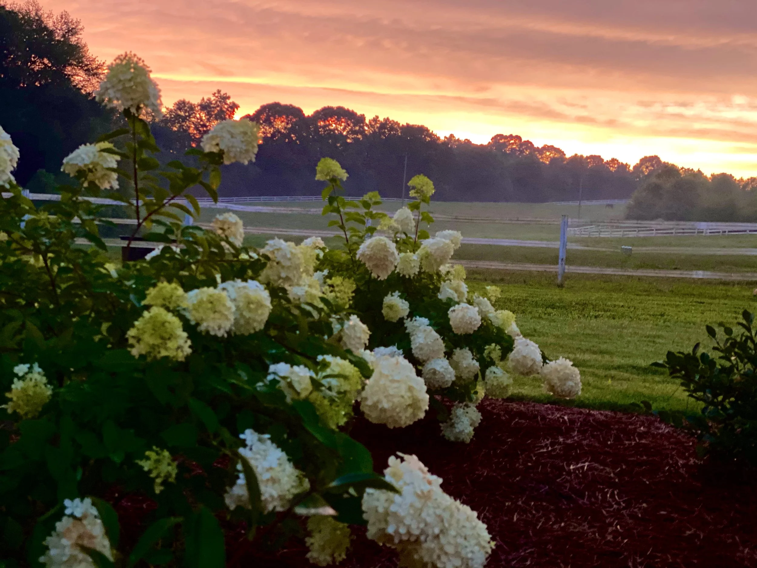 Photo Jul 12 2020, 9 13 03 PM.jpg