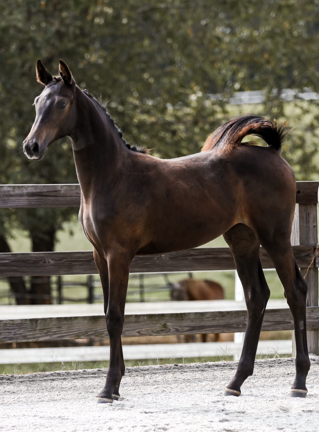 A brown horse standing near a wooden fence in an outdoor setting with trees in the background.