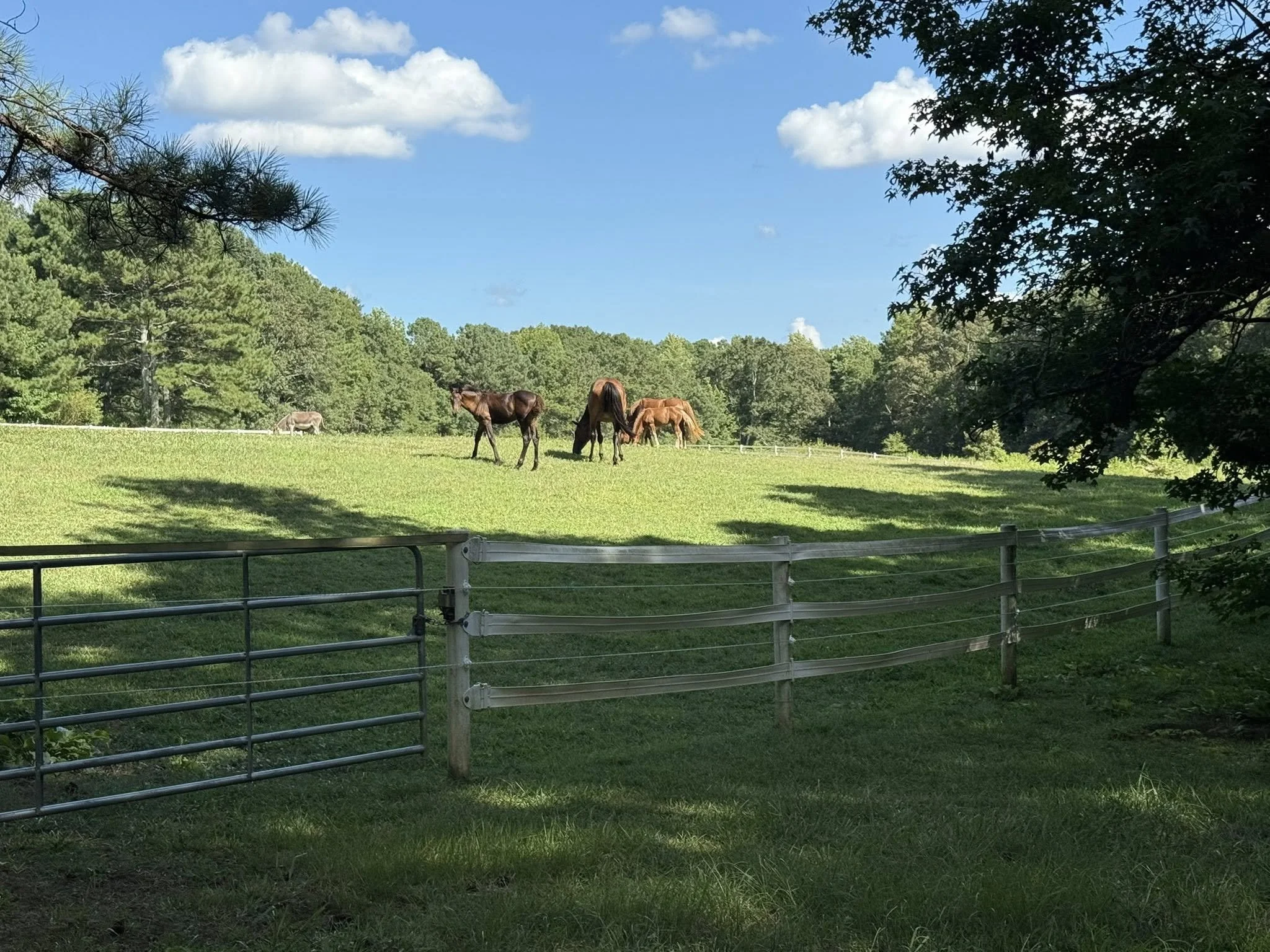 A peaceful pasture with green grass, trees, and four horses grazing under a partly cloudy blue sky.
