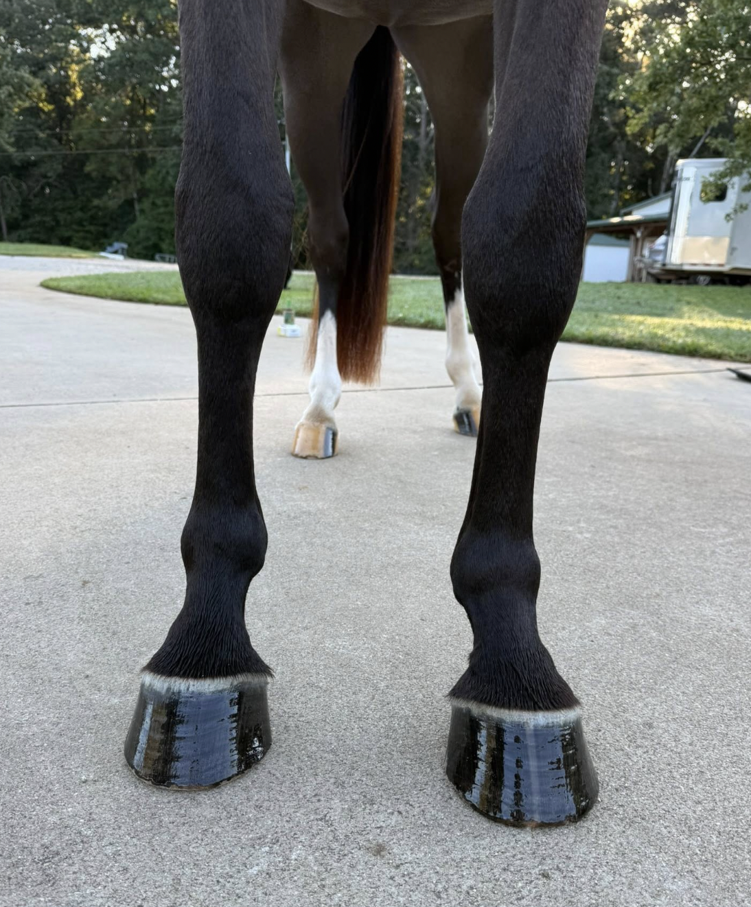 Low-angle view of a horse's black legs with shiny, reflective horseshoes on a concrete pavement.