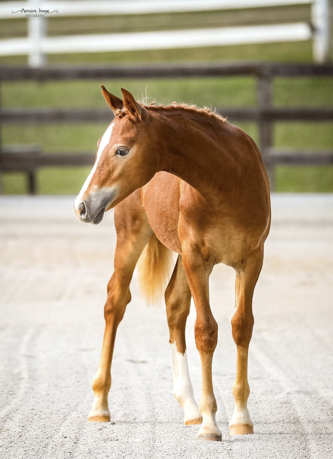 A young chestnut horse standing on a sandy paddock with a wooden fence and green grass in the background.