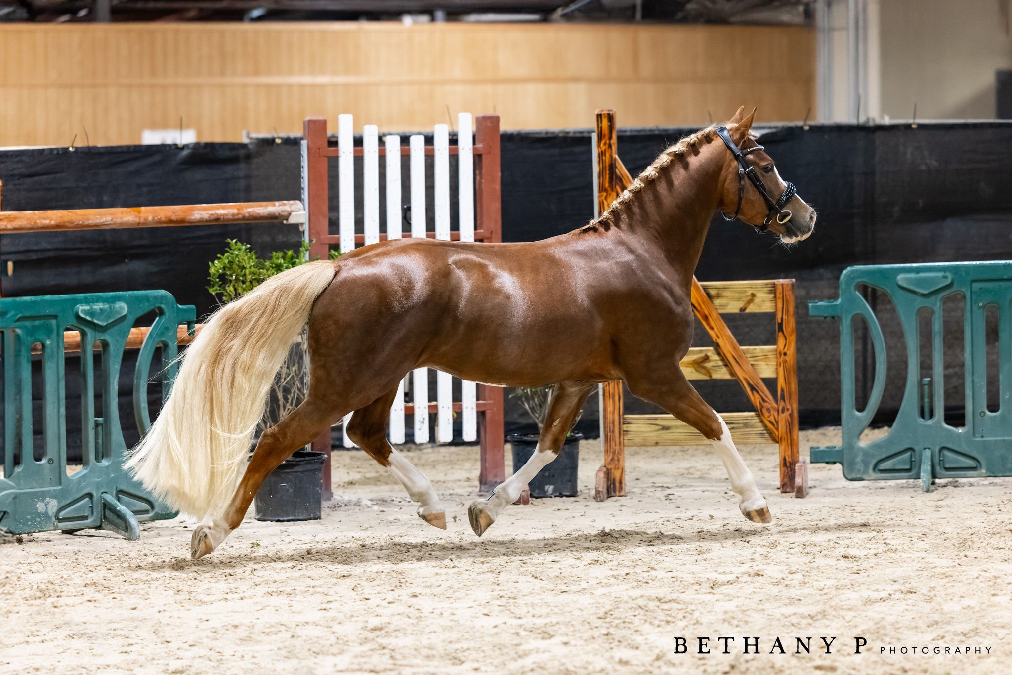 A chestnut horse with a blonde mane and tail, trotting in an indoor arena with jumps and green barriers.