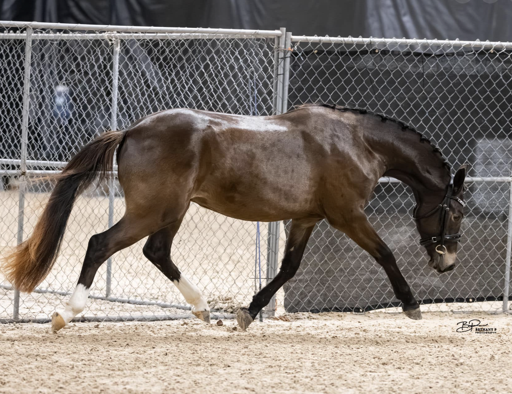 A brown horse with a white marking on one leg trots inside an enclosed sandy riding arena, with chain link fencing in the background.