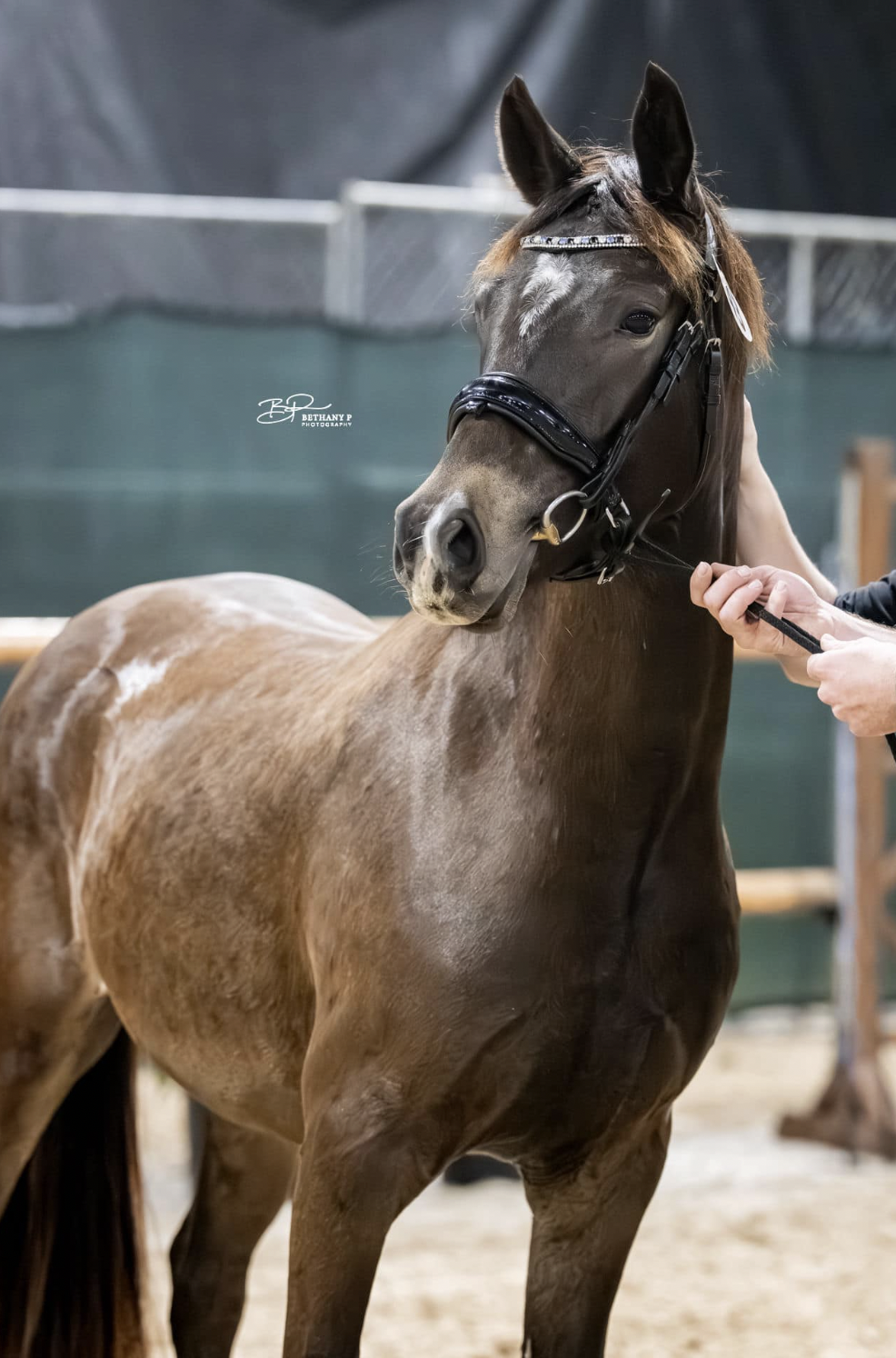 A brown horse with a black bridle and a sparkly browband stands in an indoor arena.