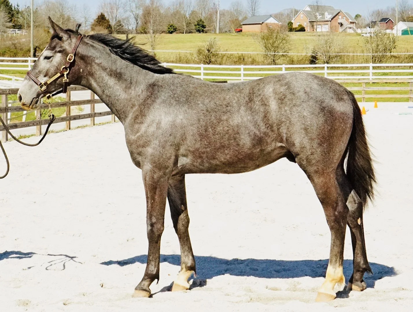 A gray horse standing on a sandy area at a horse riding arena, with houses and trees in the background.