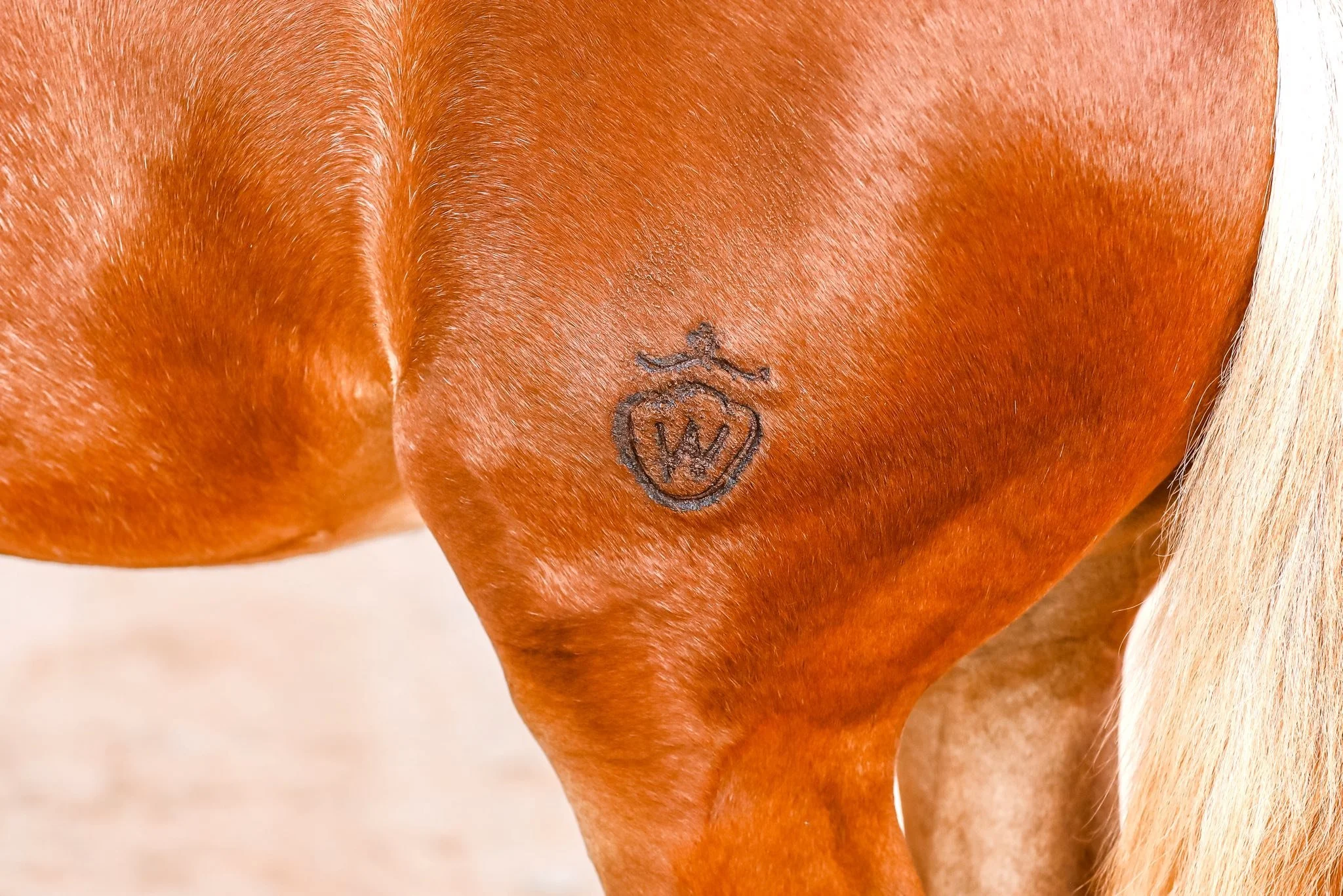 Close-up of a horse's brand mark that includes a horse head and the letter 'W' inside a circle.