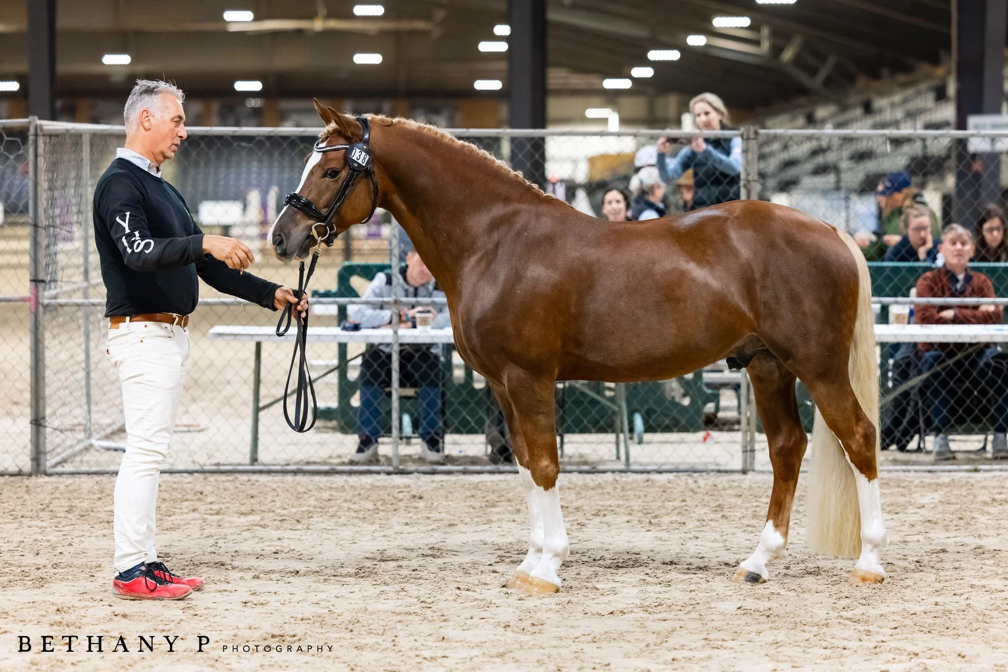 A man standing on a sandy surface holding a brown and white horse on a lead while observing it, with spectators seated behind a chainlink fence in an indoor arena.