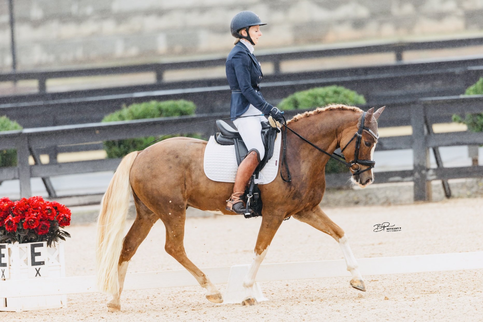 Dressage Trot