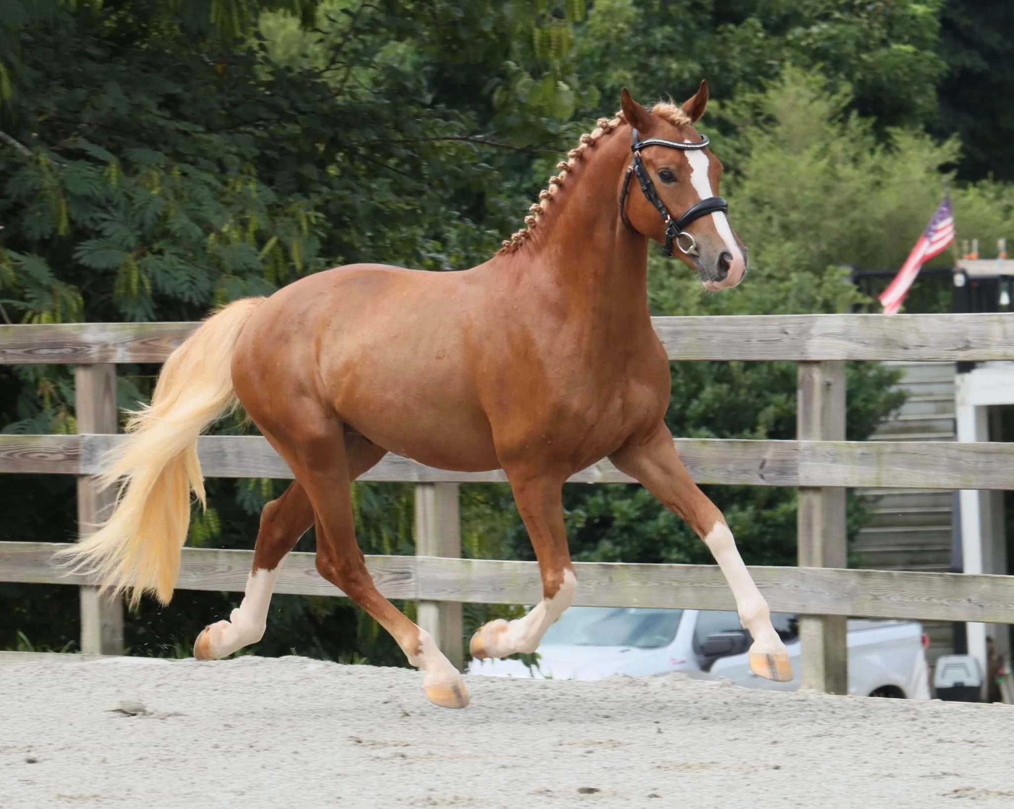 A chestnut-colored horse with a blonde mane and tail trotting on a sandy surface, fenced backgroud with greenery.