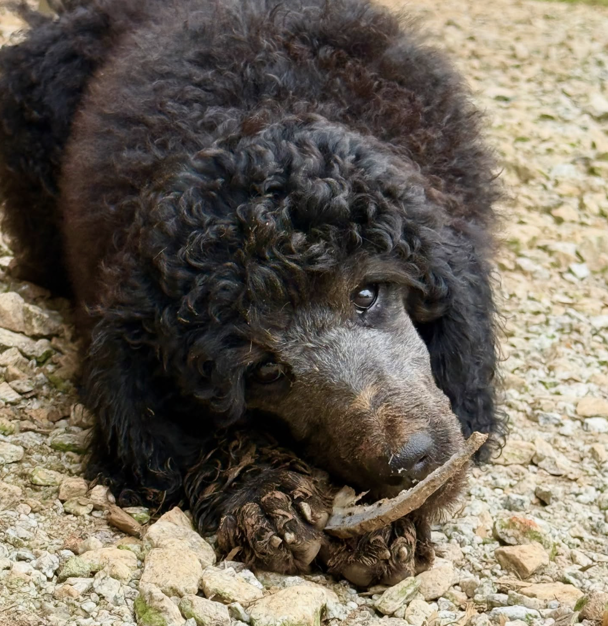 A curly-haired black puppy playing on gravel, holding a stick in its paws.