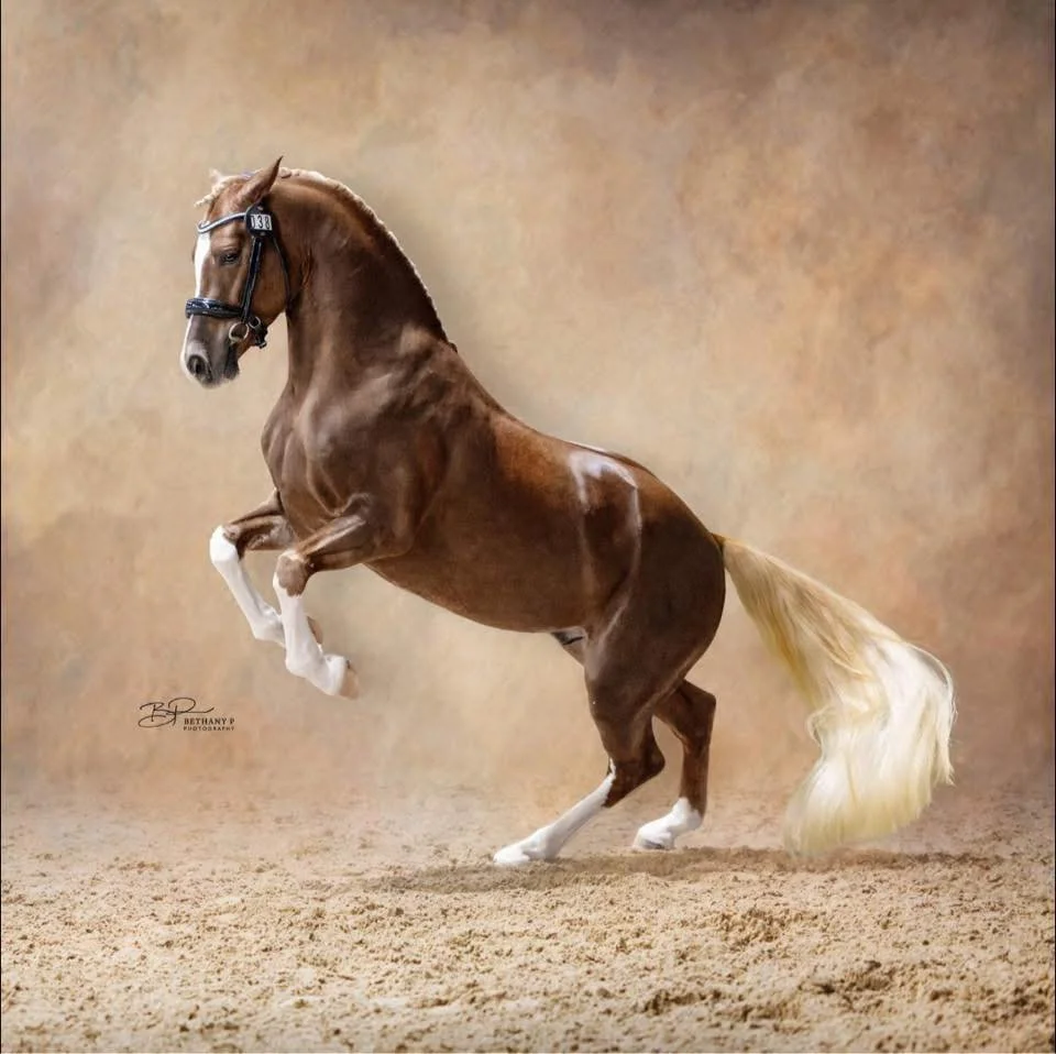 A chestnut horse with a white mane and tail rearing up on its hind legs on a dirt surface, with a textured beige background.