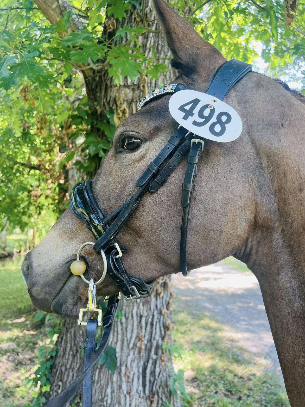 Close-up of a horse's head with a black bridle and a background of green leaves and a tree.