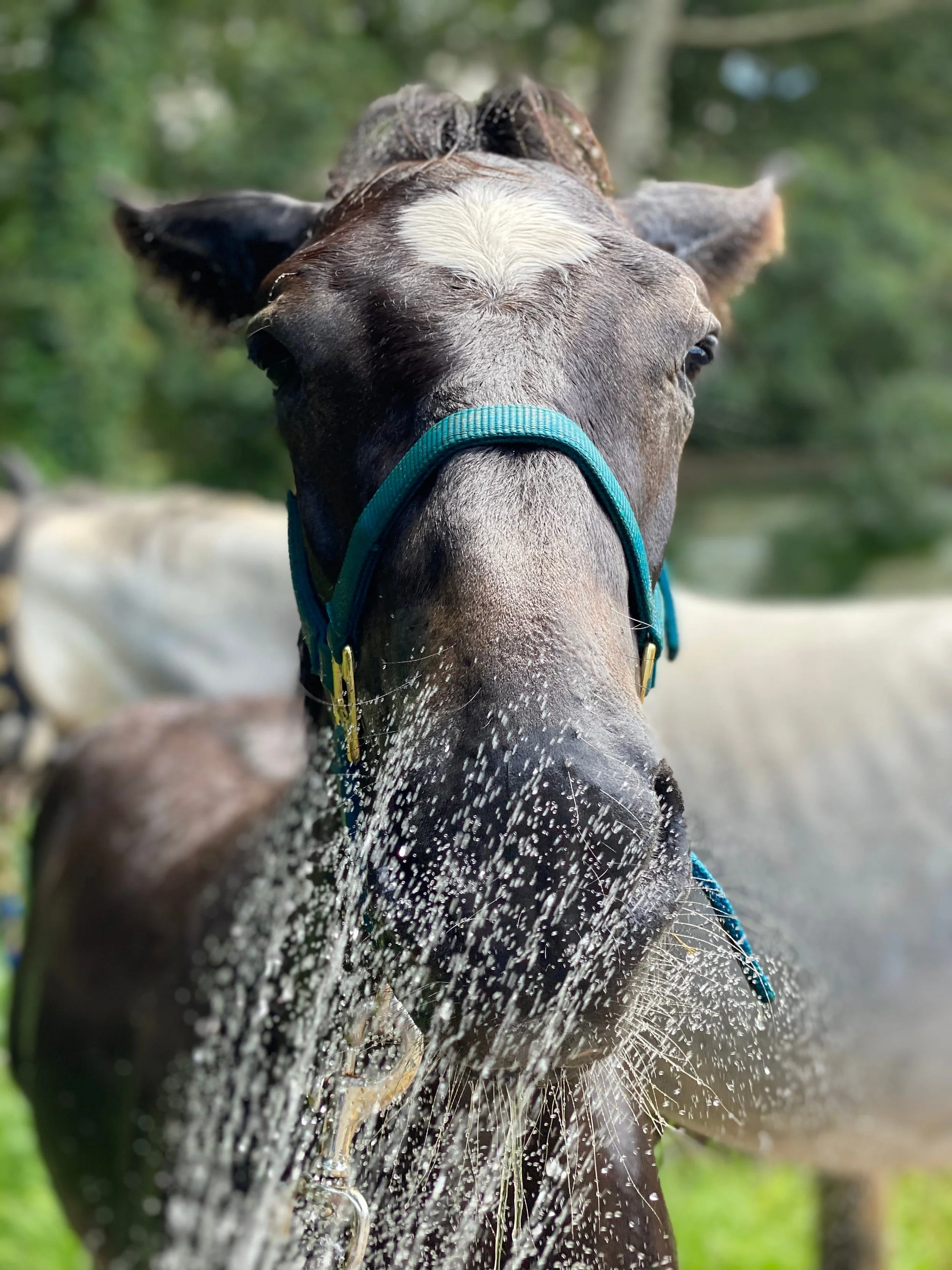 Photo Jun 29 2020, 1 58 18 PM.jpg