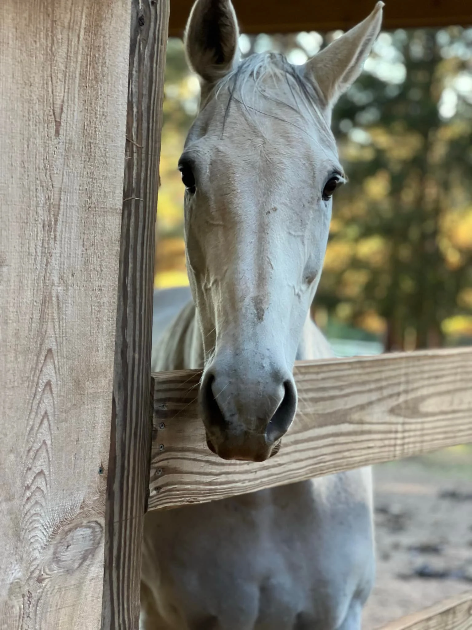 A white horse peering over a wooden fence outdoors with trees in the background.