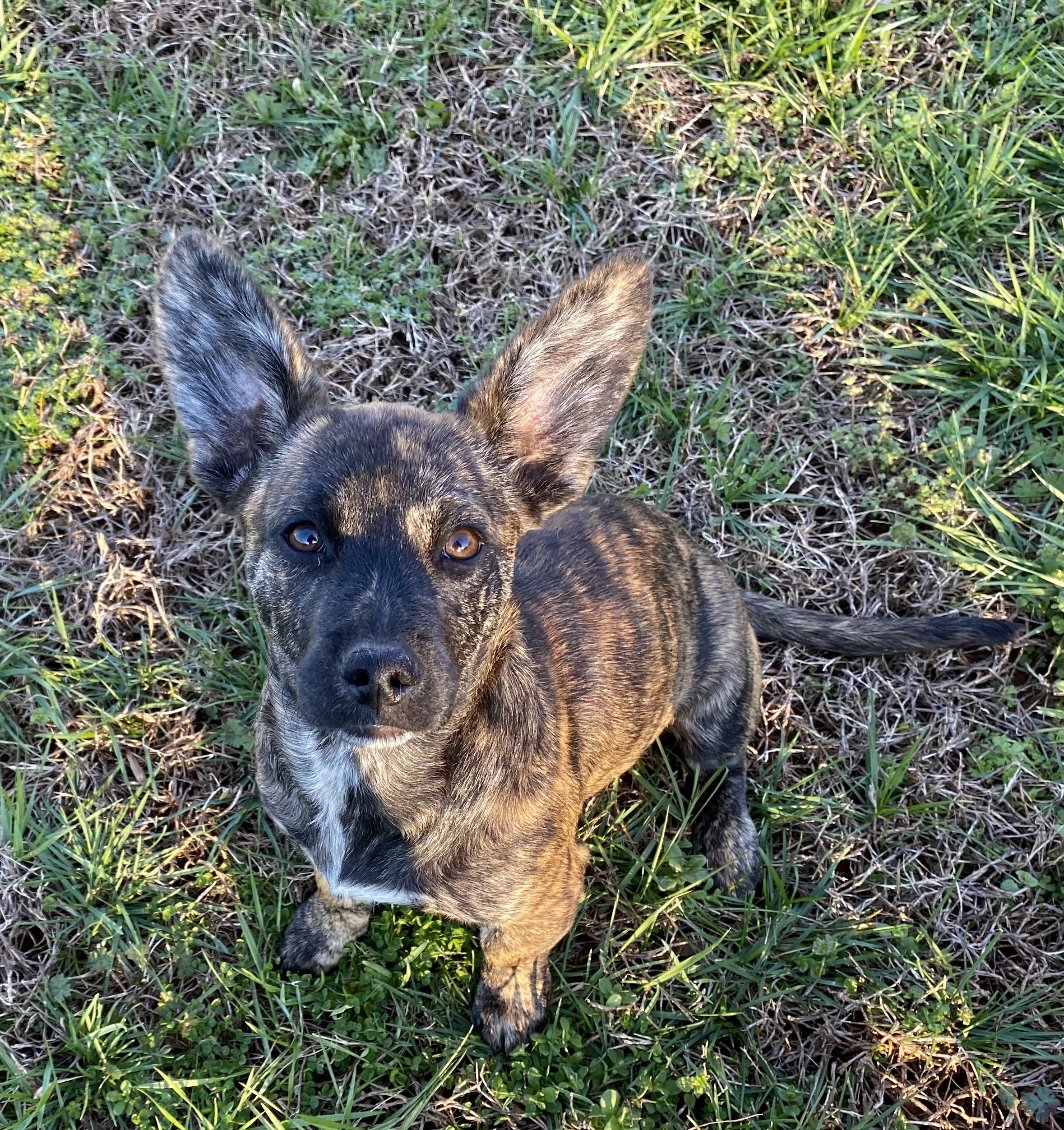 A small dog with large ears and a brindle coat sitting on green grass in a park, with trees and a clear blue sky in the background.