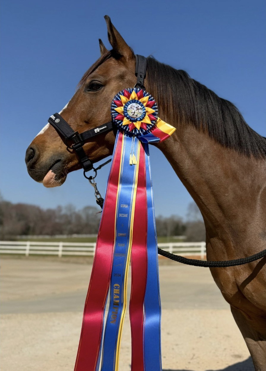 Bay horse with a black halter and colorful award ribbon, outdoors in a paddock with white fencing and trees in the background, under a clear blue sky.