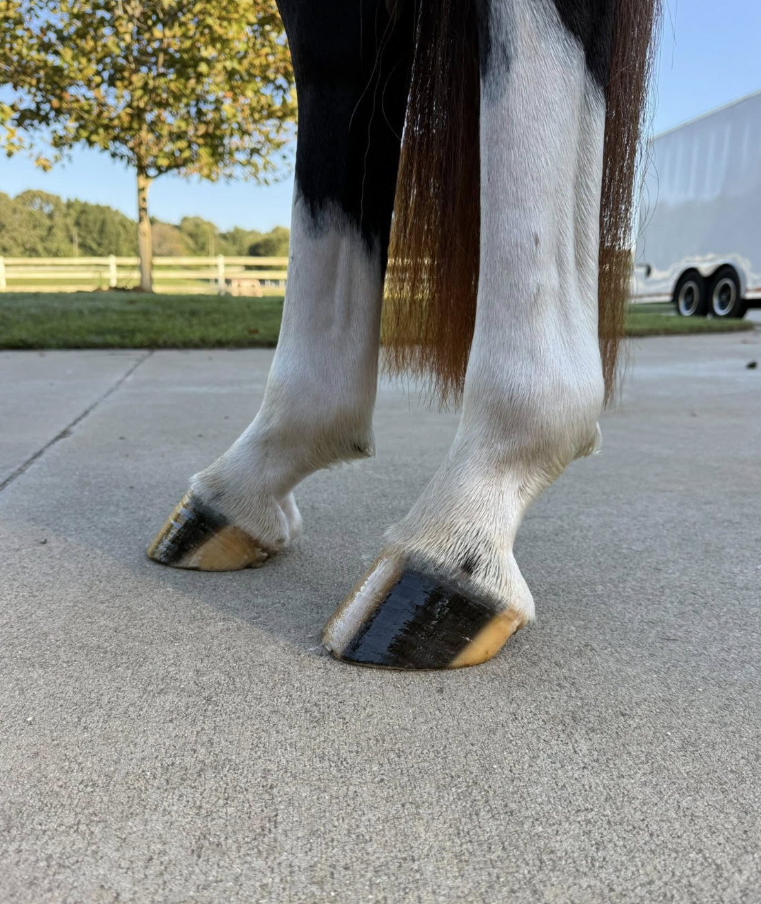 Close-up of a horse's legs and hooves standing on concrete with grass, trees, and a trailer in the background.