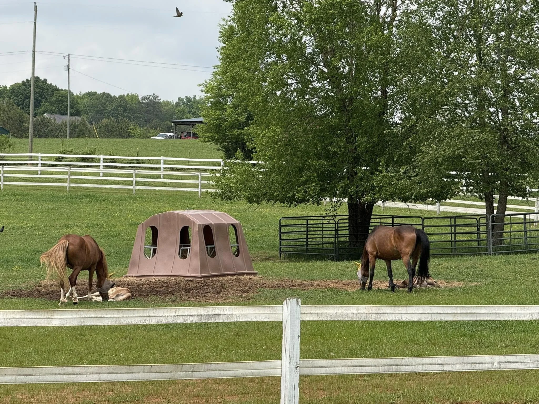 Two horses grazing in a fenced pasture with trees, a plastic hay feeder, and a distant hilly landscape.