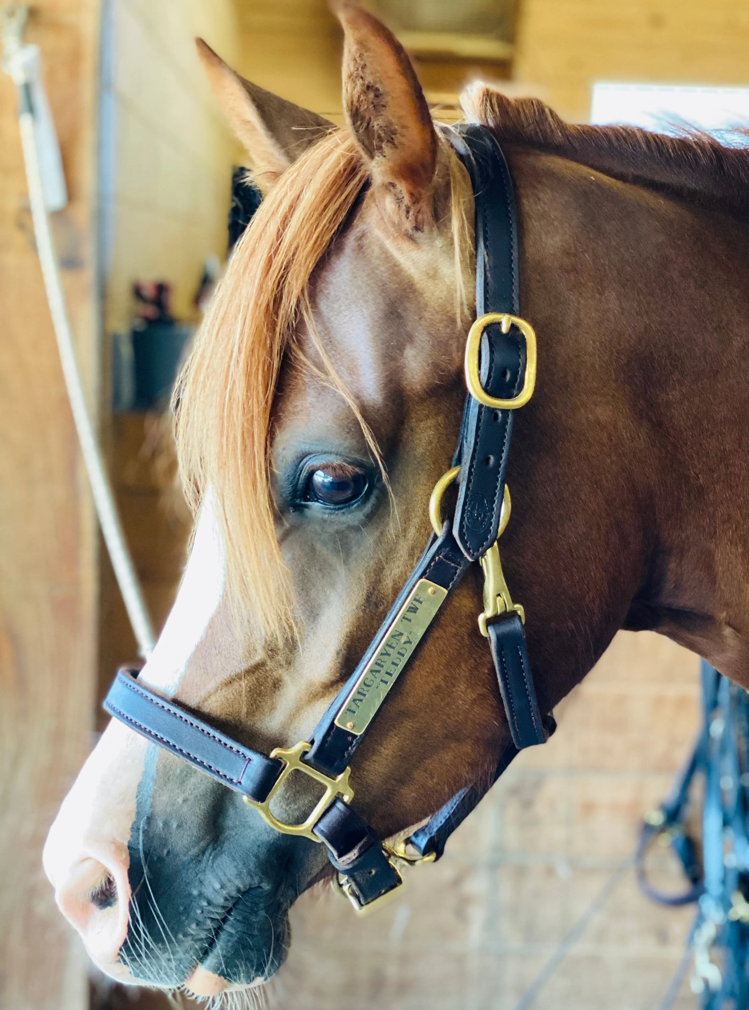 Photo Jul 25 2020, 9 49 23 AM.jpg