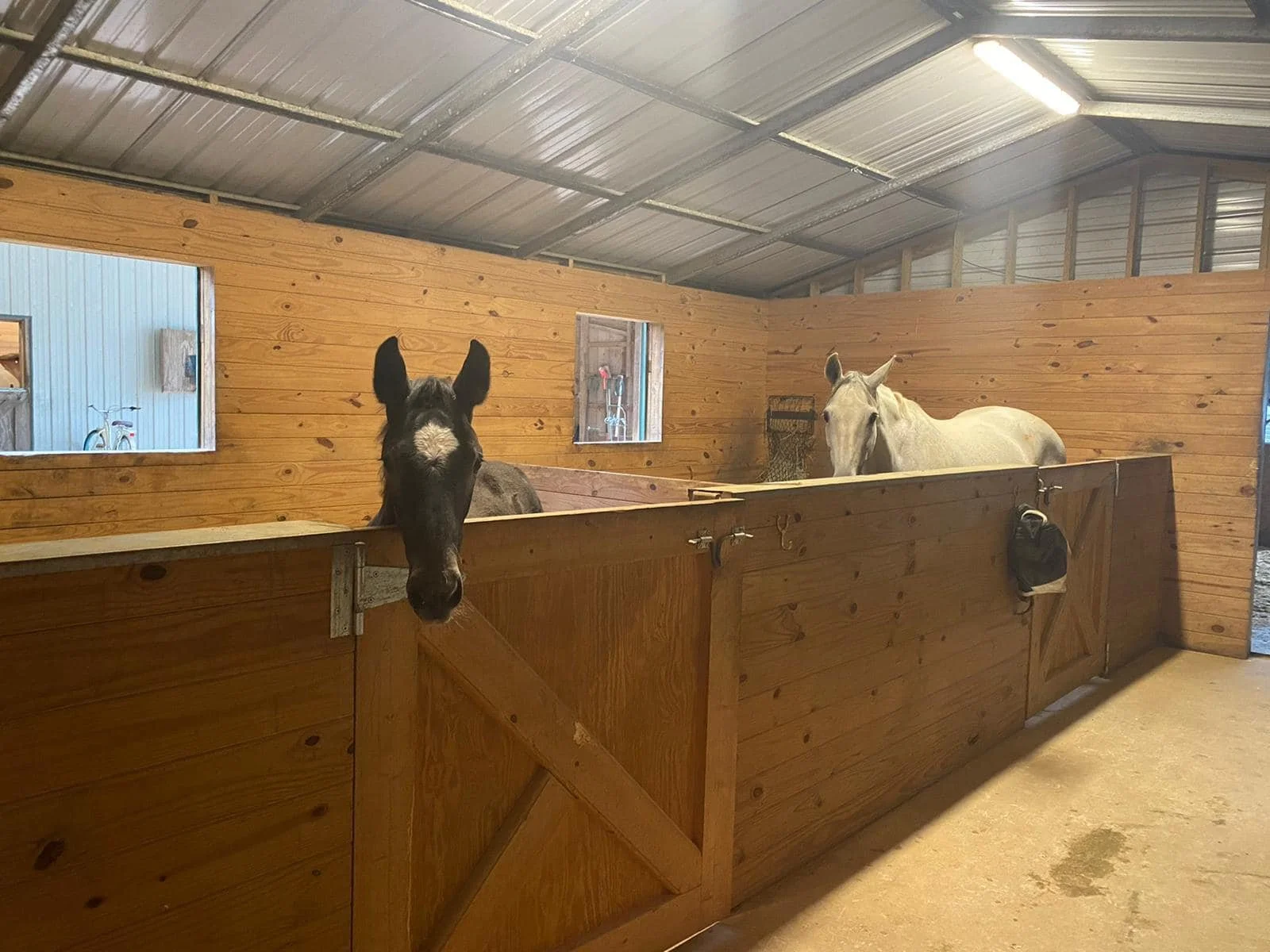 A black horse with white markings on its face peeking over a wooden partition in a stable, with a white horse on the other side. 