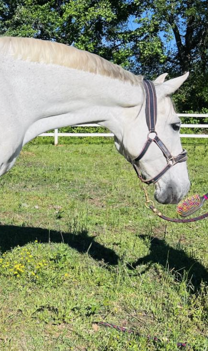 A white horse standing on green grass in a fenced field, with trees and blue sky in the background.